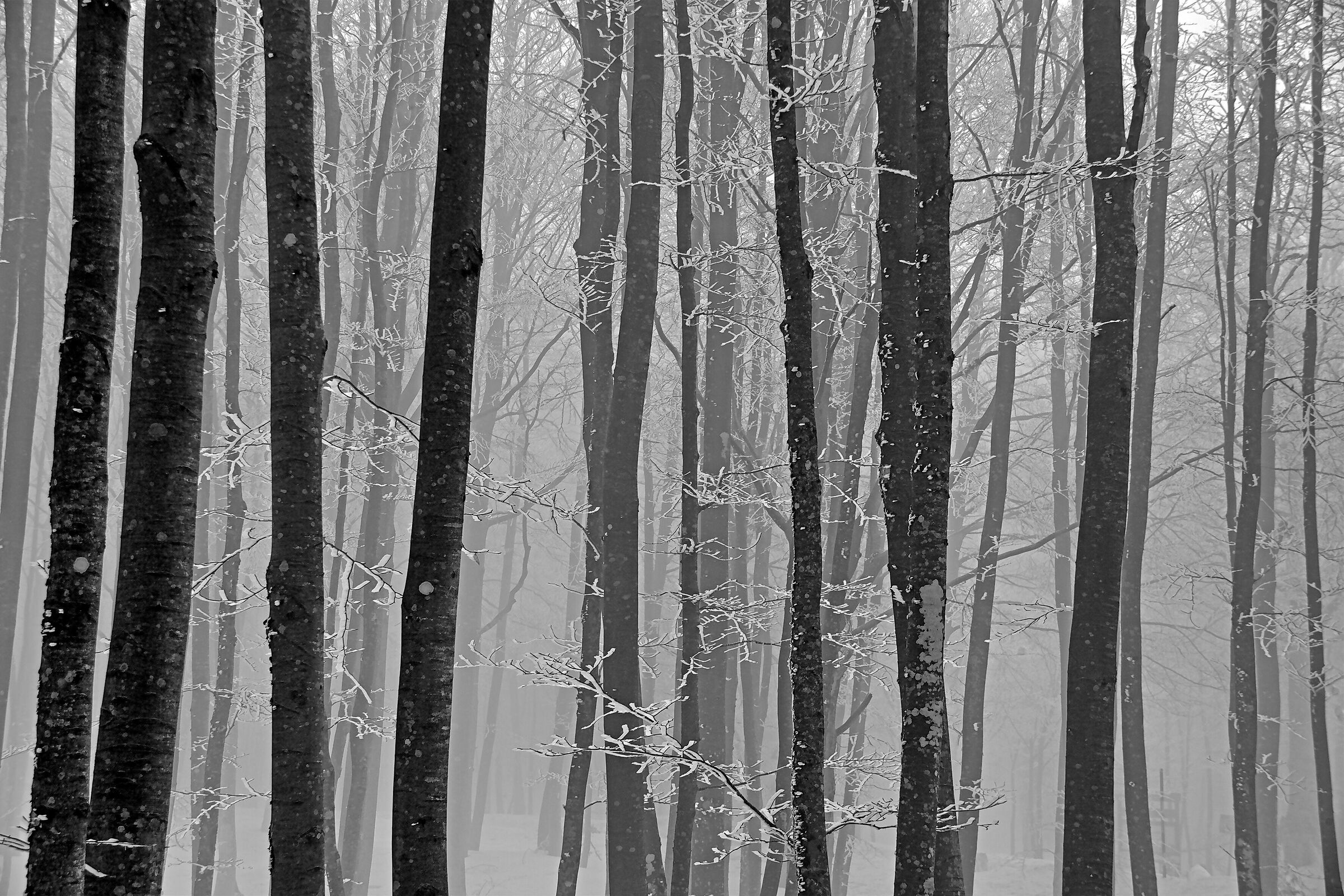 Ricordo dell'inverno