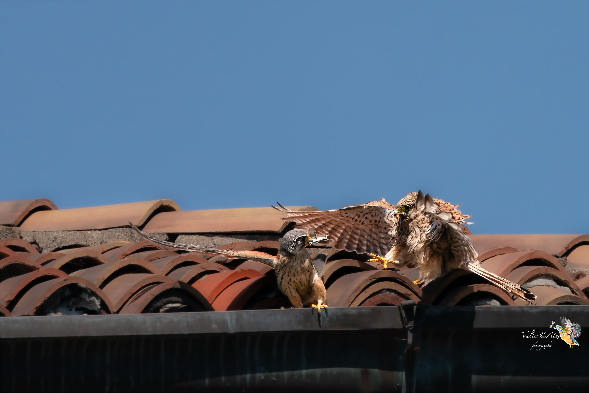 Female vehemently asks for food from the male