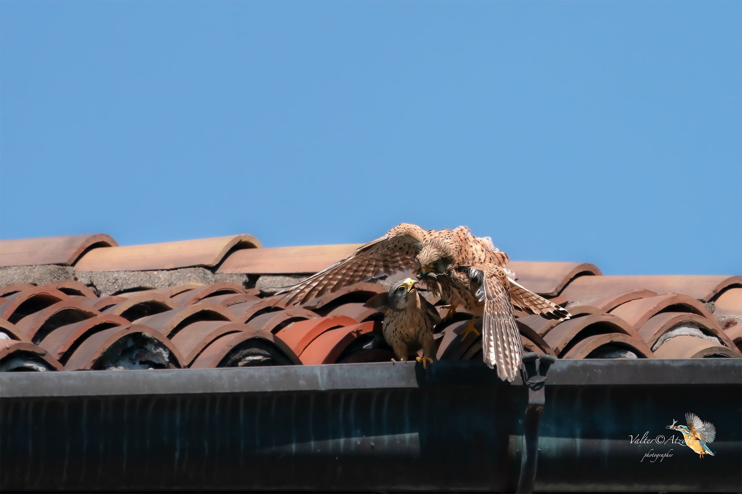 Il maschio passa il cibo alla femmina