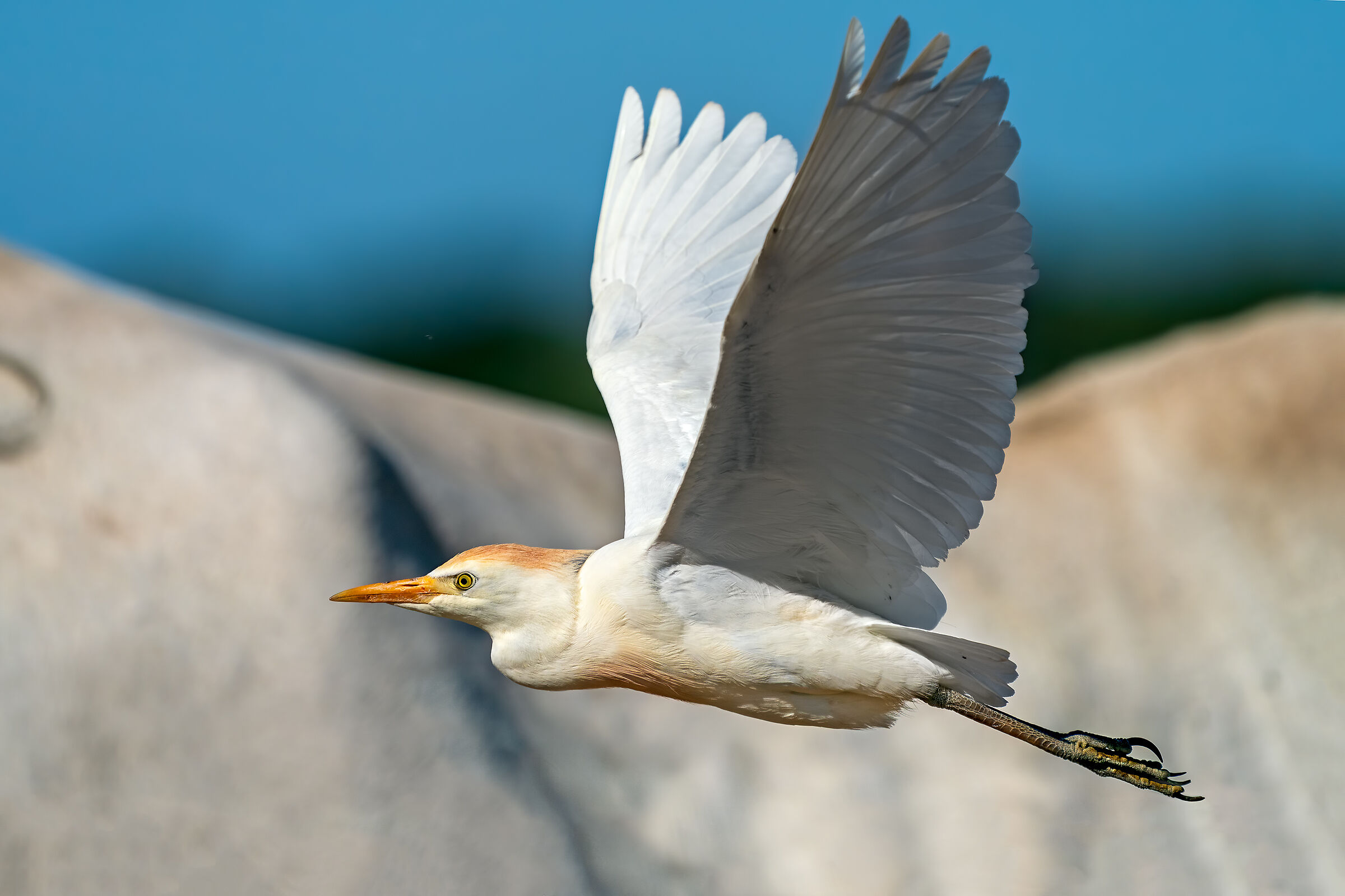 L'airone e la mucca maremmana - Airone guardabuoi