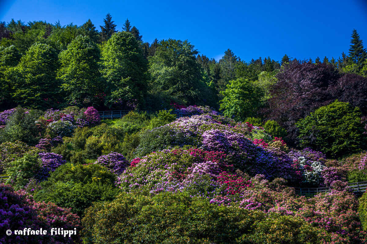 Oasis Zegna, rhododendron conca