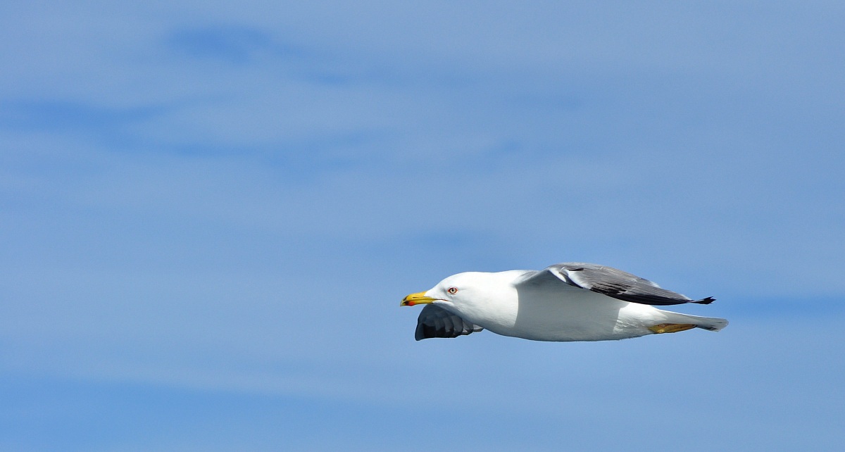 Herring Gulls