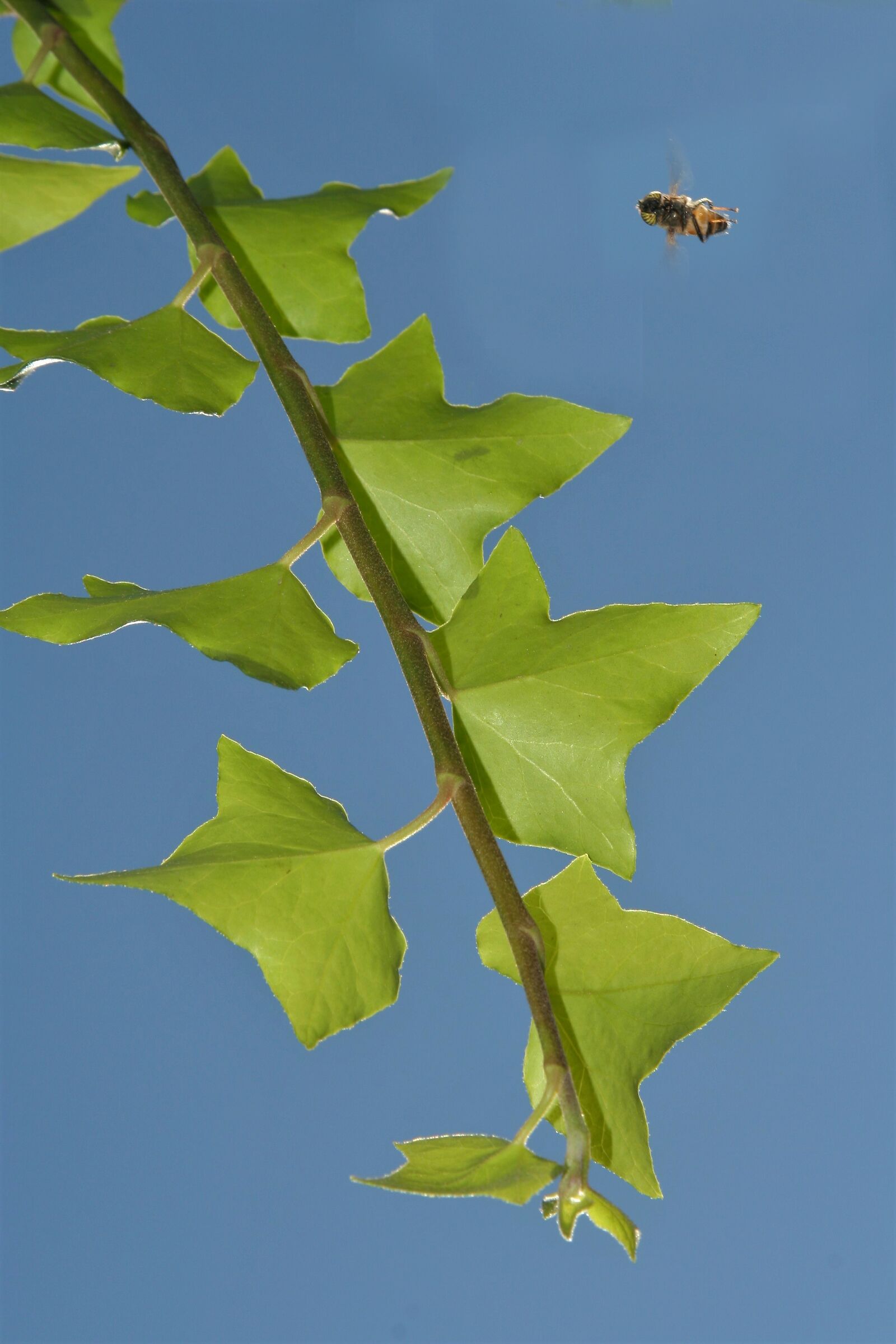 il richiamo del verde