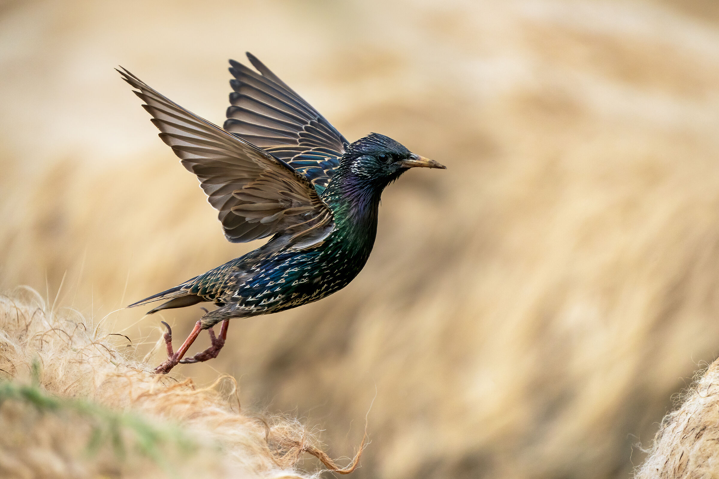 Storno che caccia insetti sulle pecore