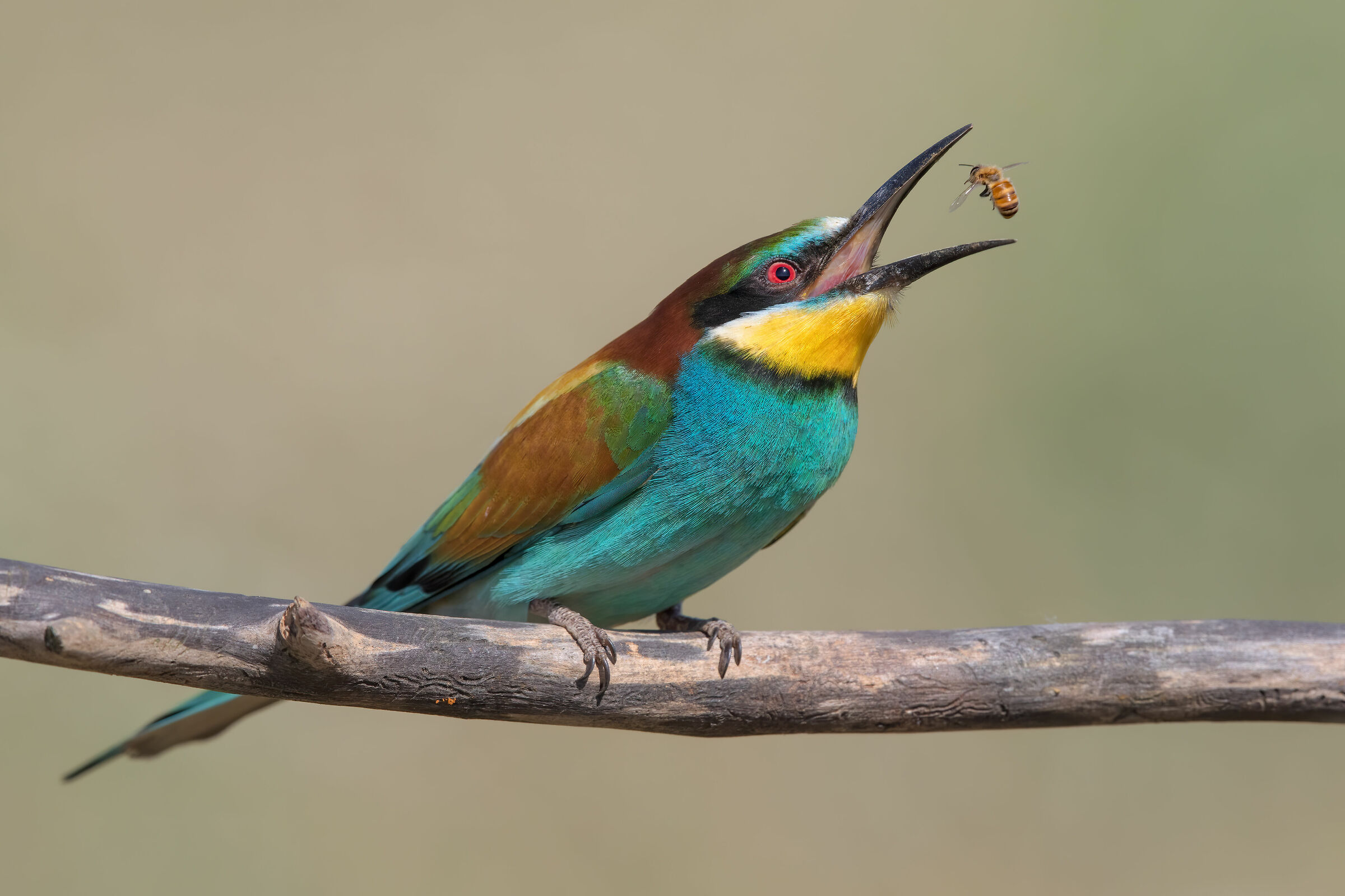 Bee-eater