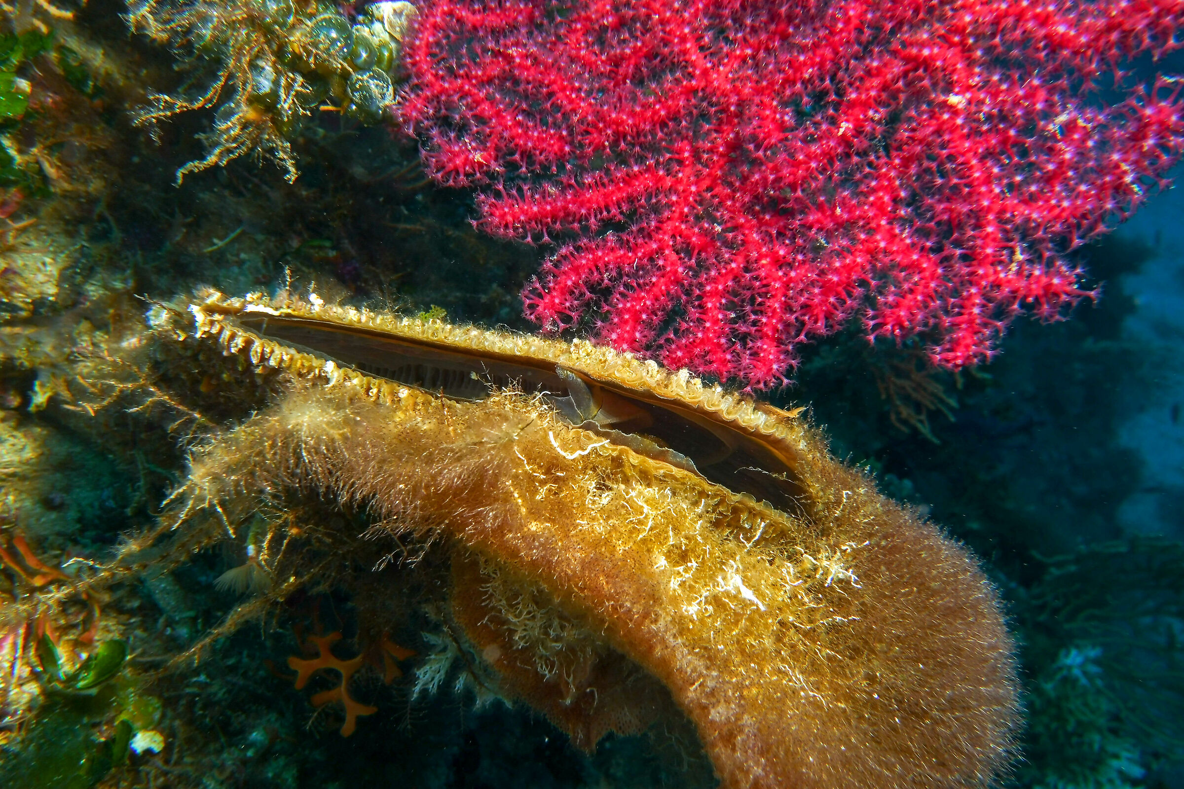 Pinna Nobils