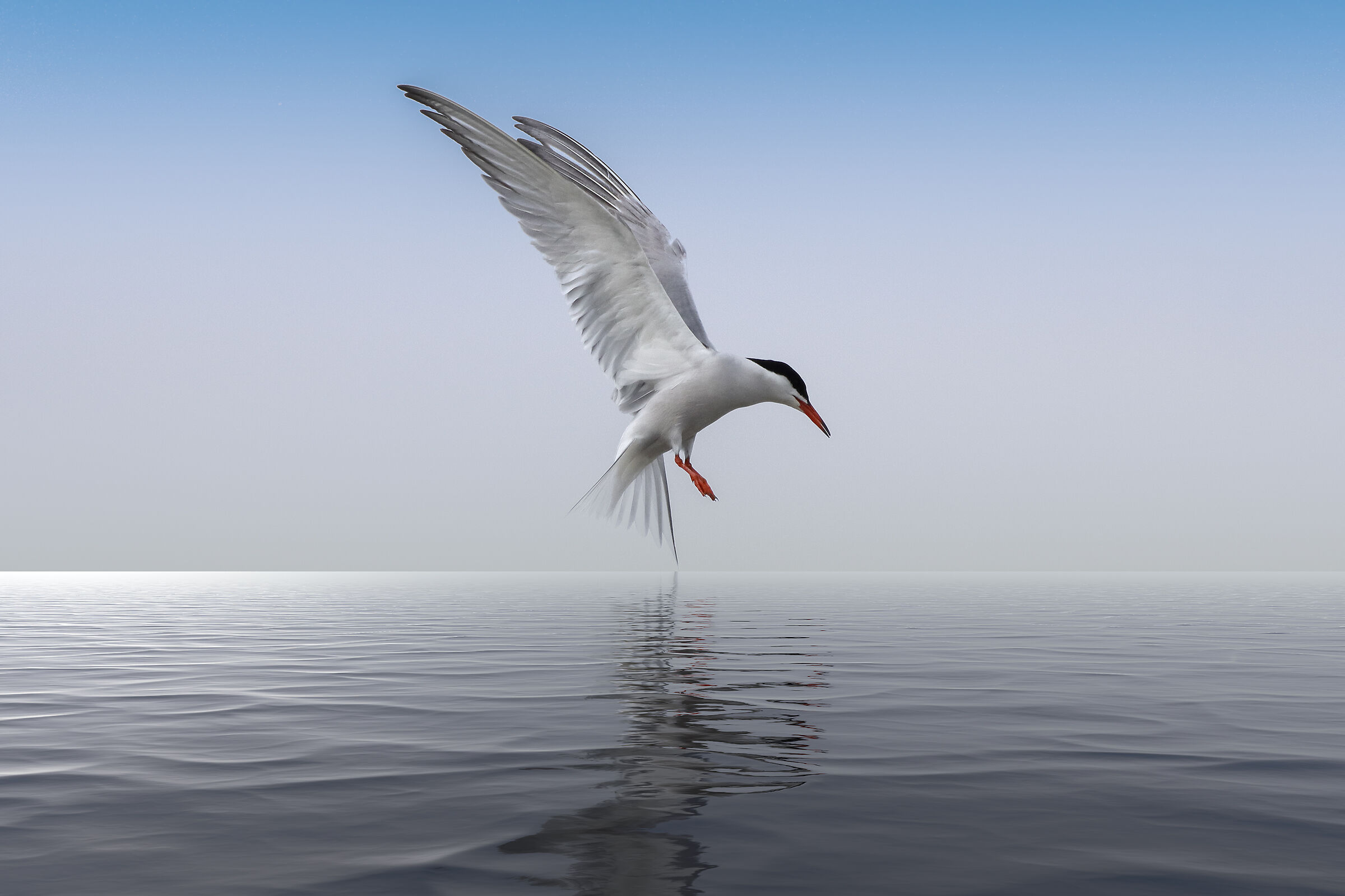 sterna - ammaraggio problematico