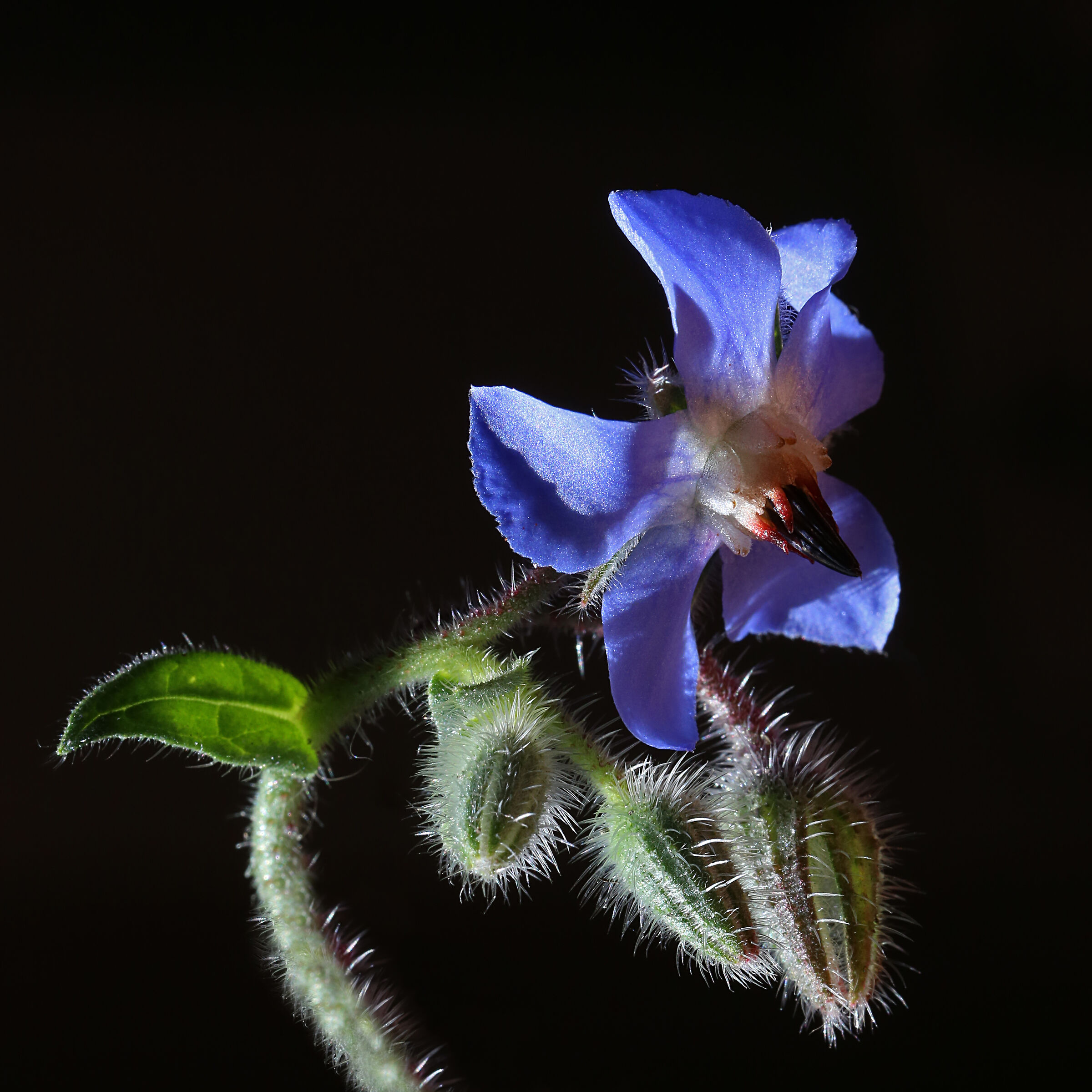 Fiore della borragine, dedicato a Nightiflier