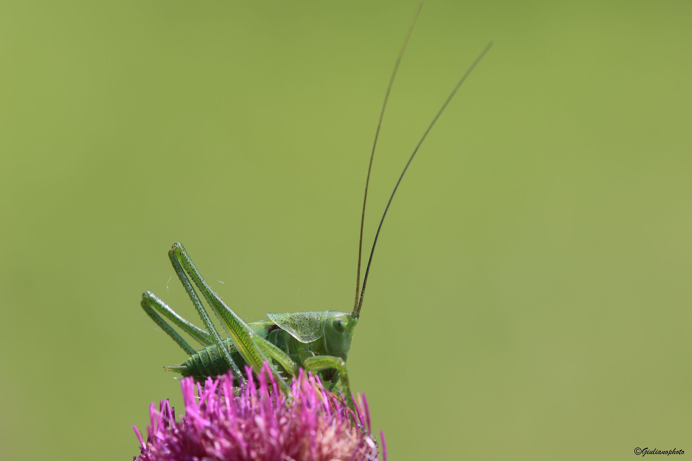 Tettigonia viridissima
