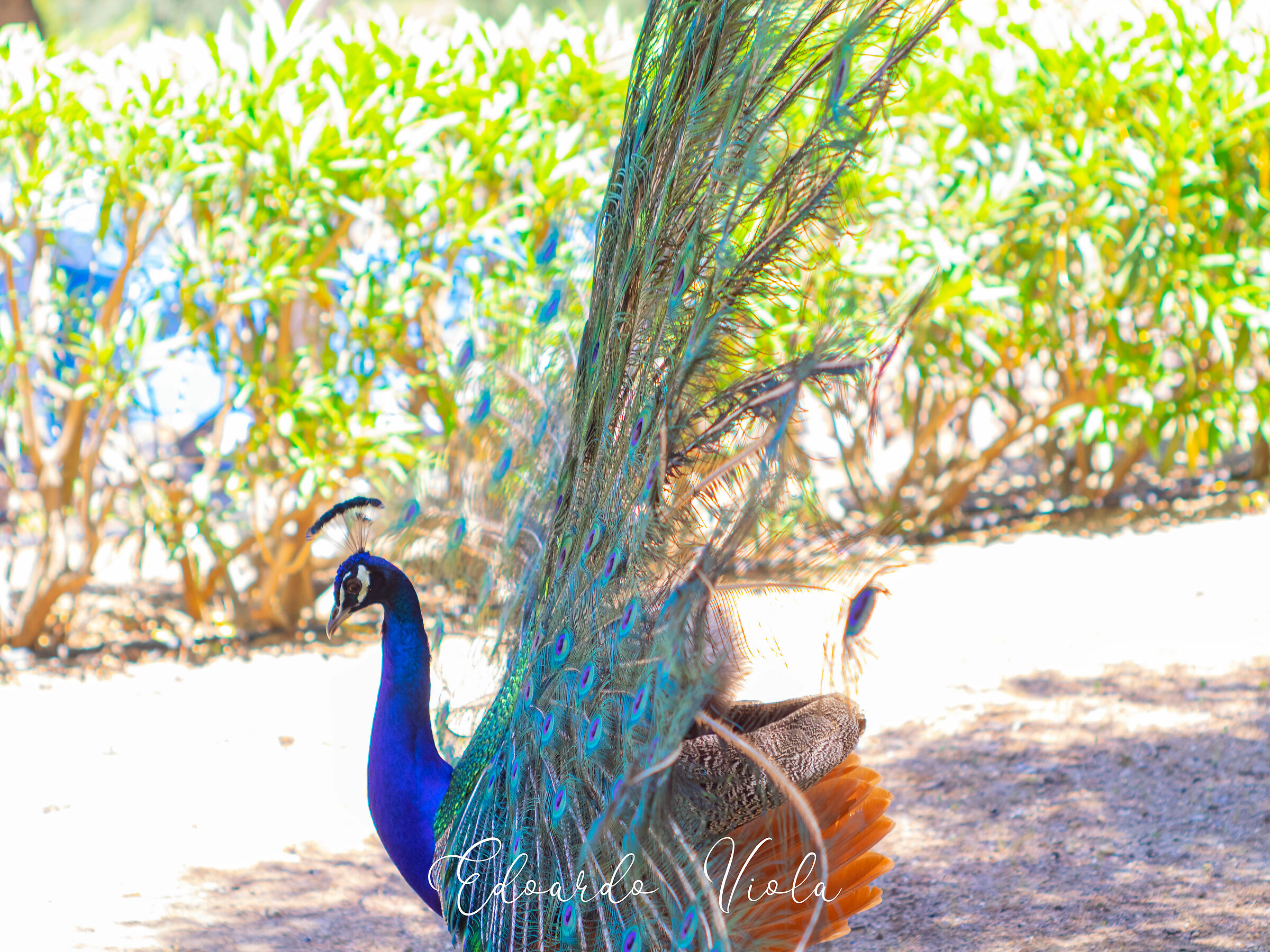 Le due facce dei Pavoni