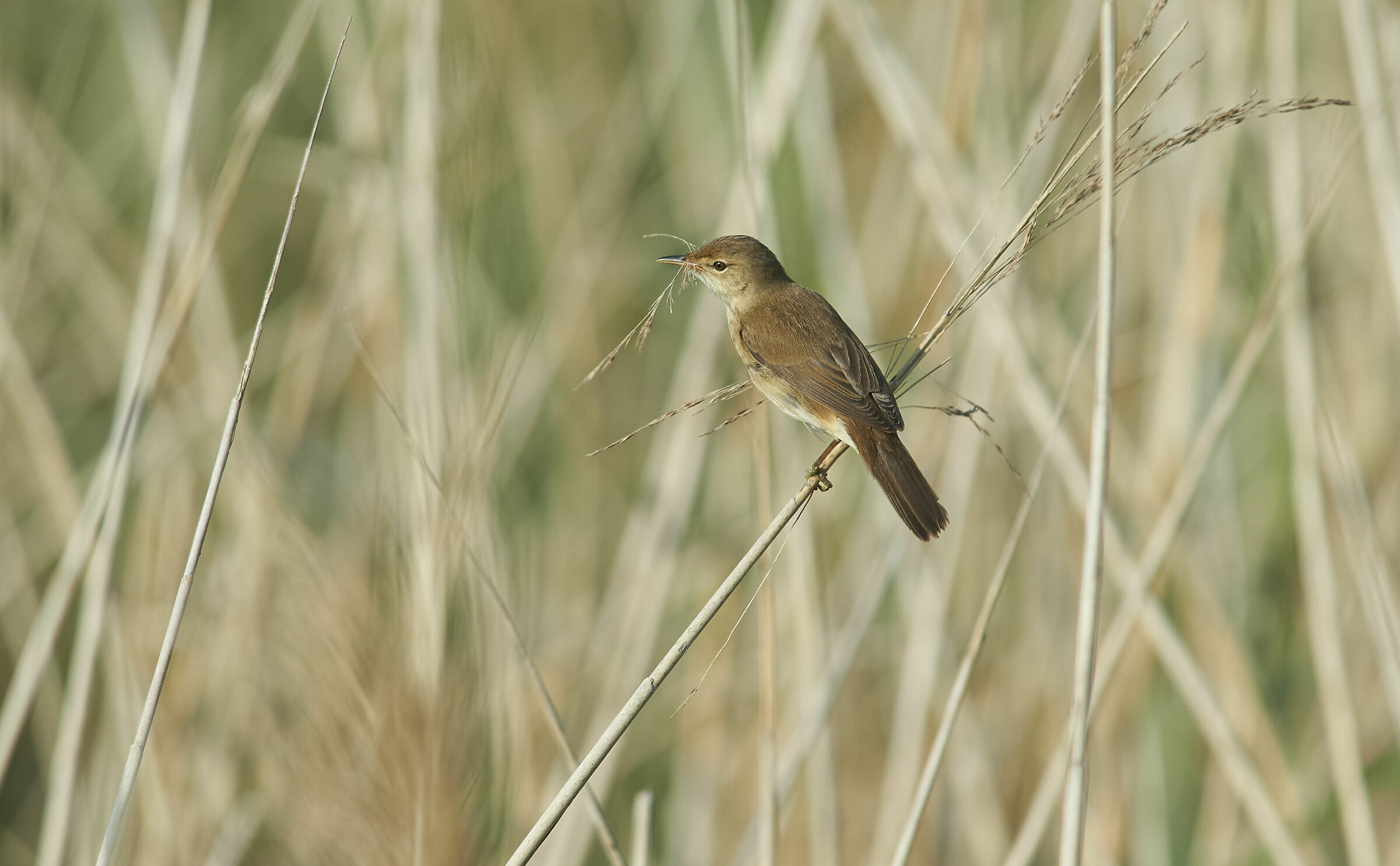 Warbler a reè