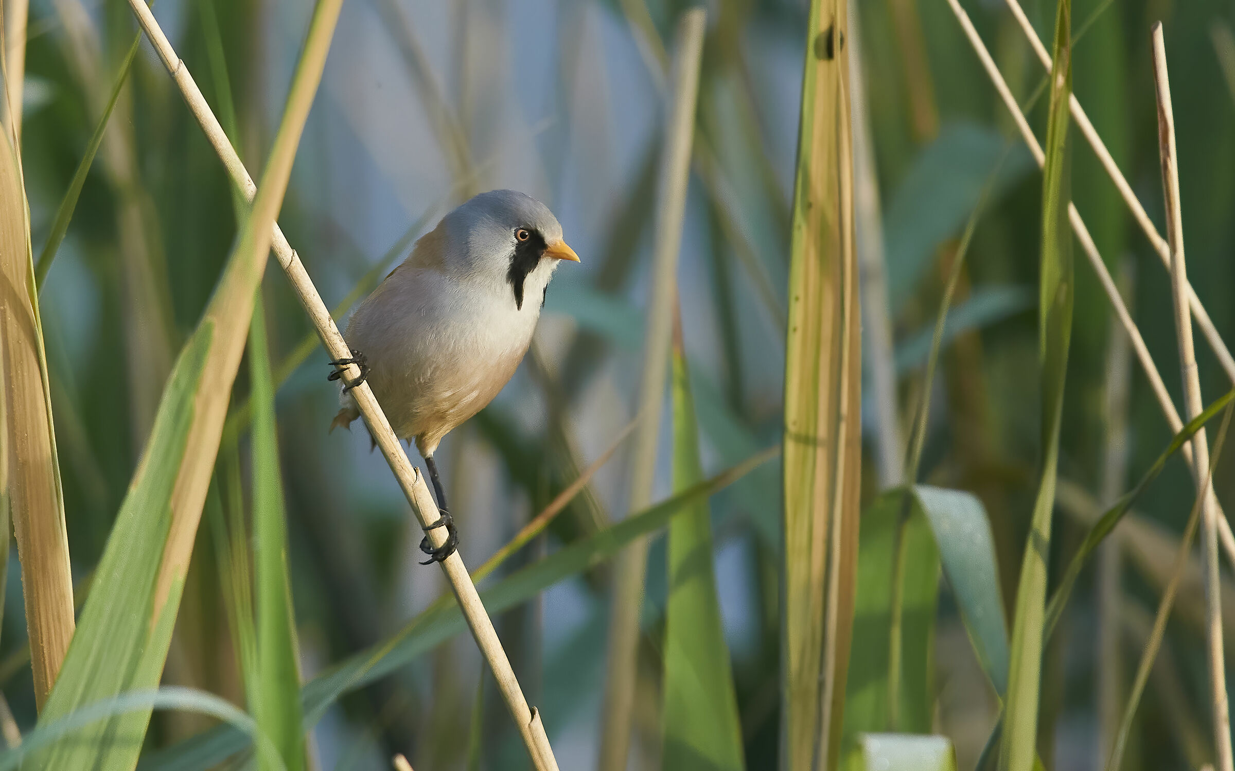 Cannenella Barbuta