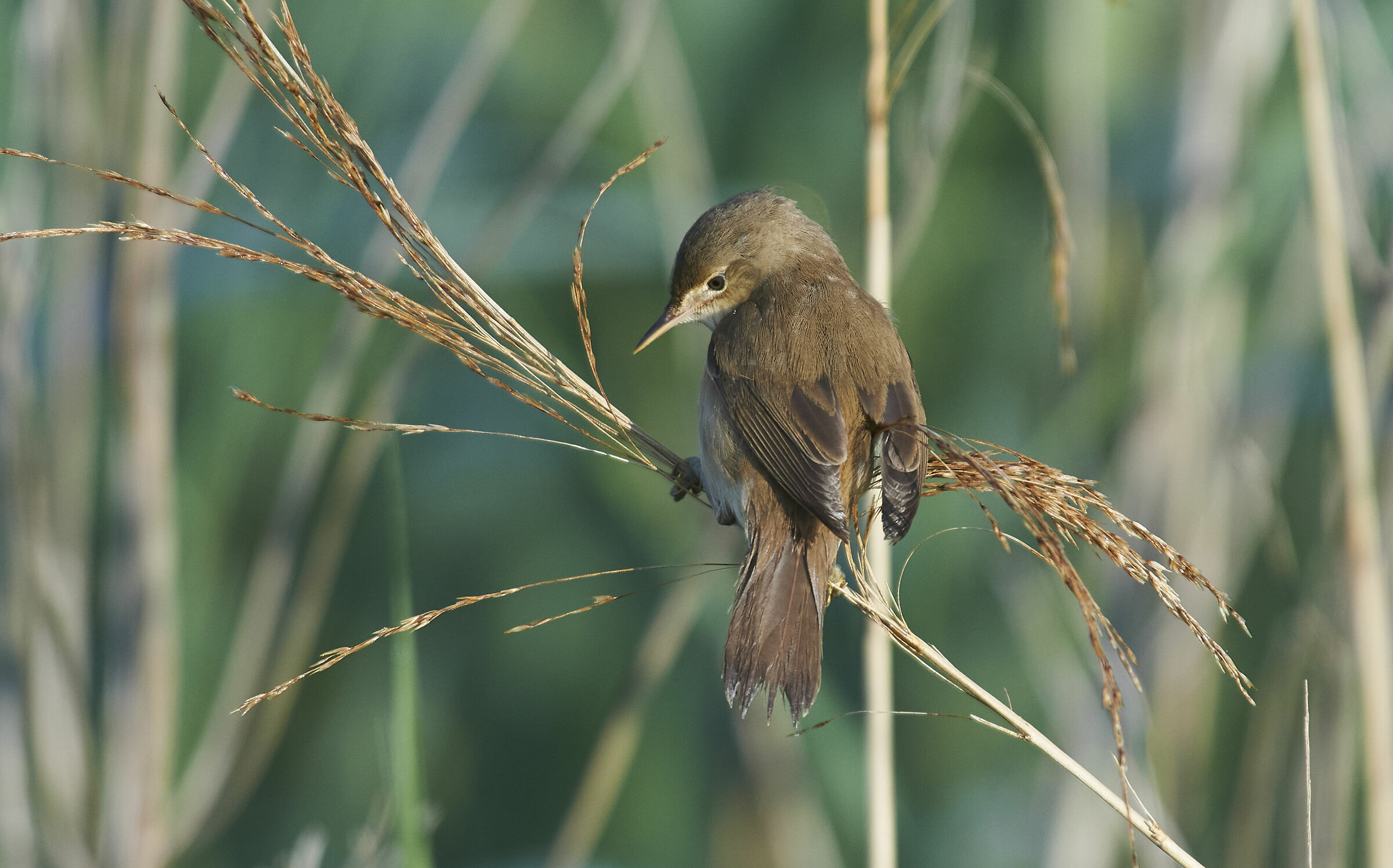 Warbler a reè