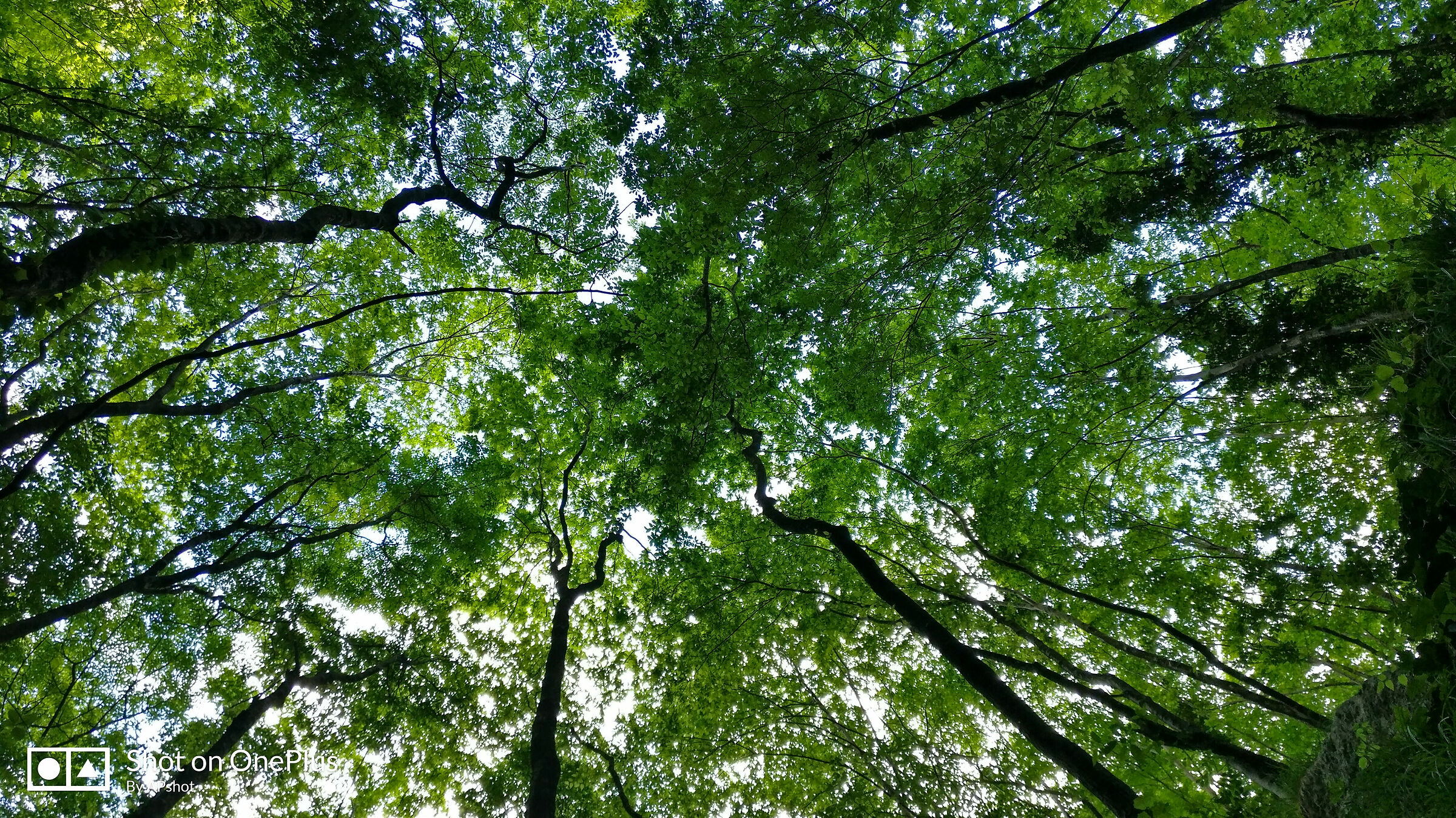 Green sky, Artugna trail, (Friuli)