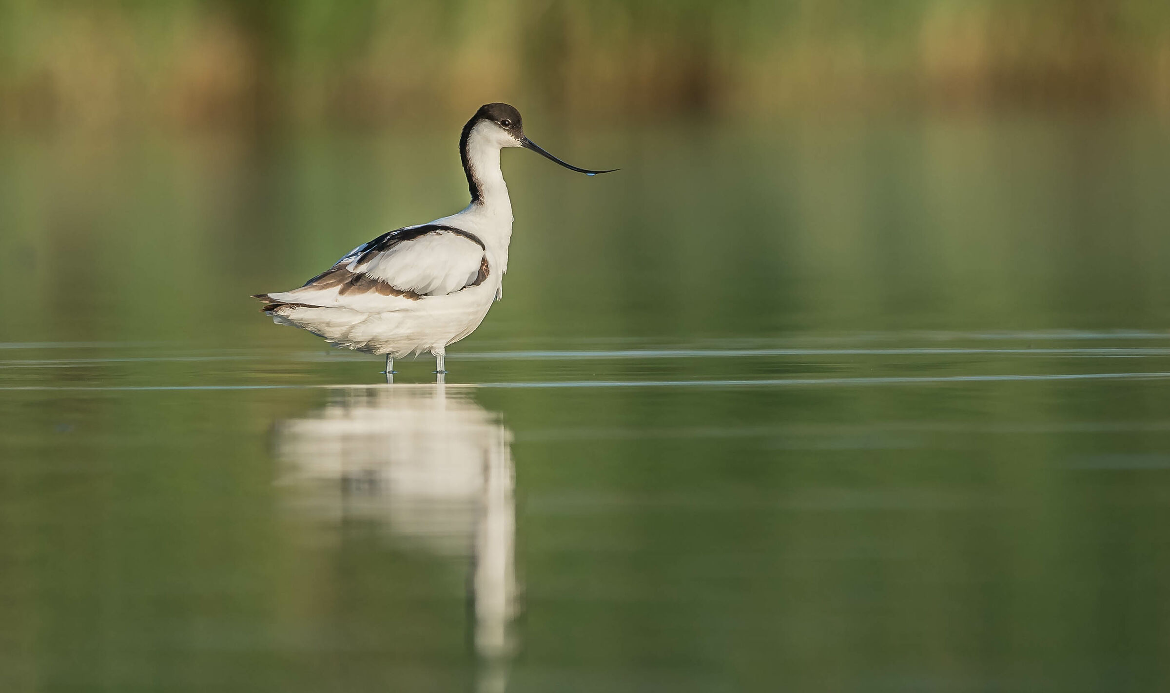 avocetta