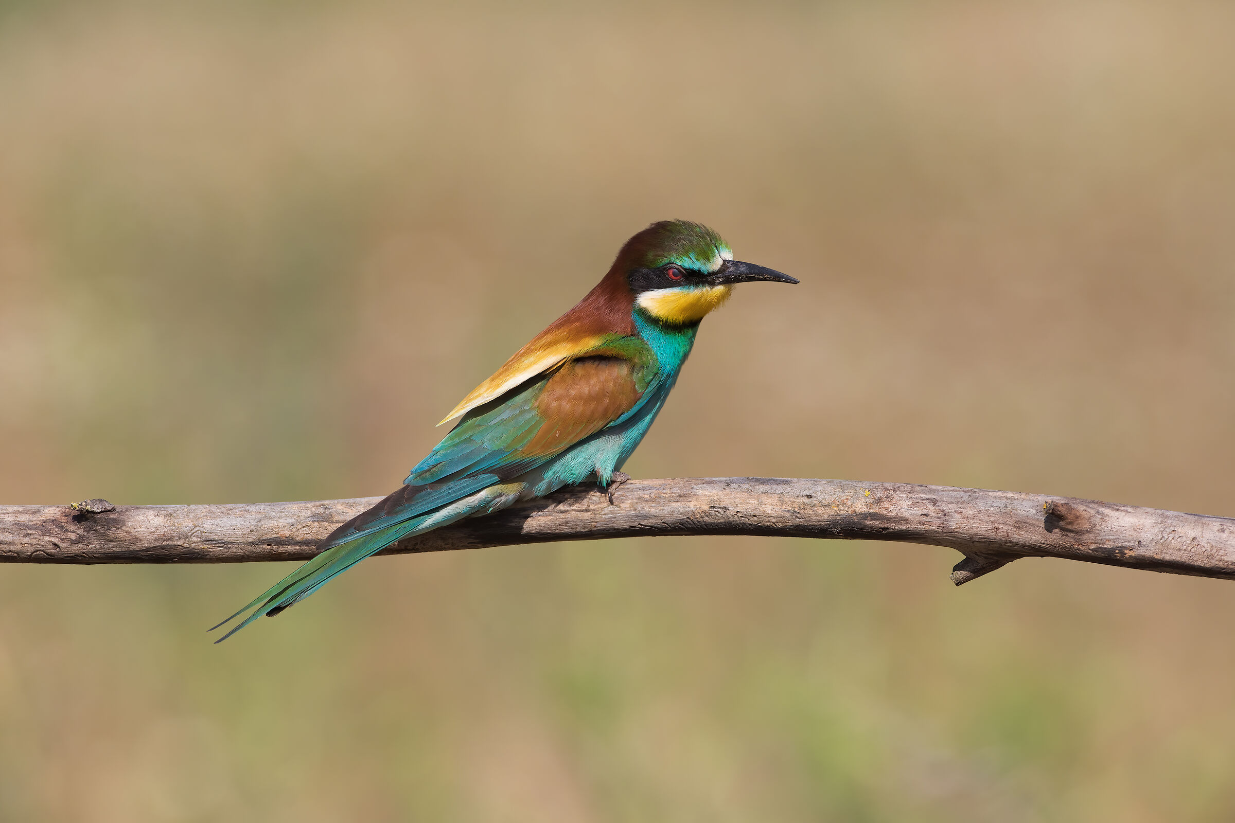 Bee-eater