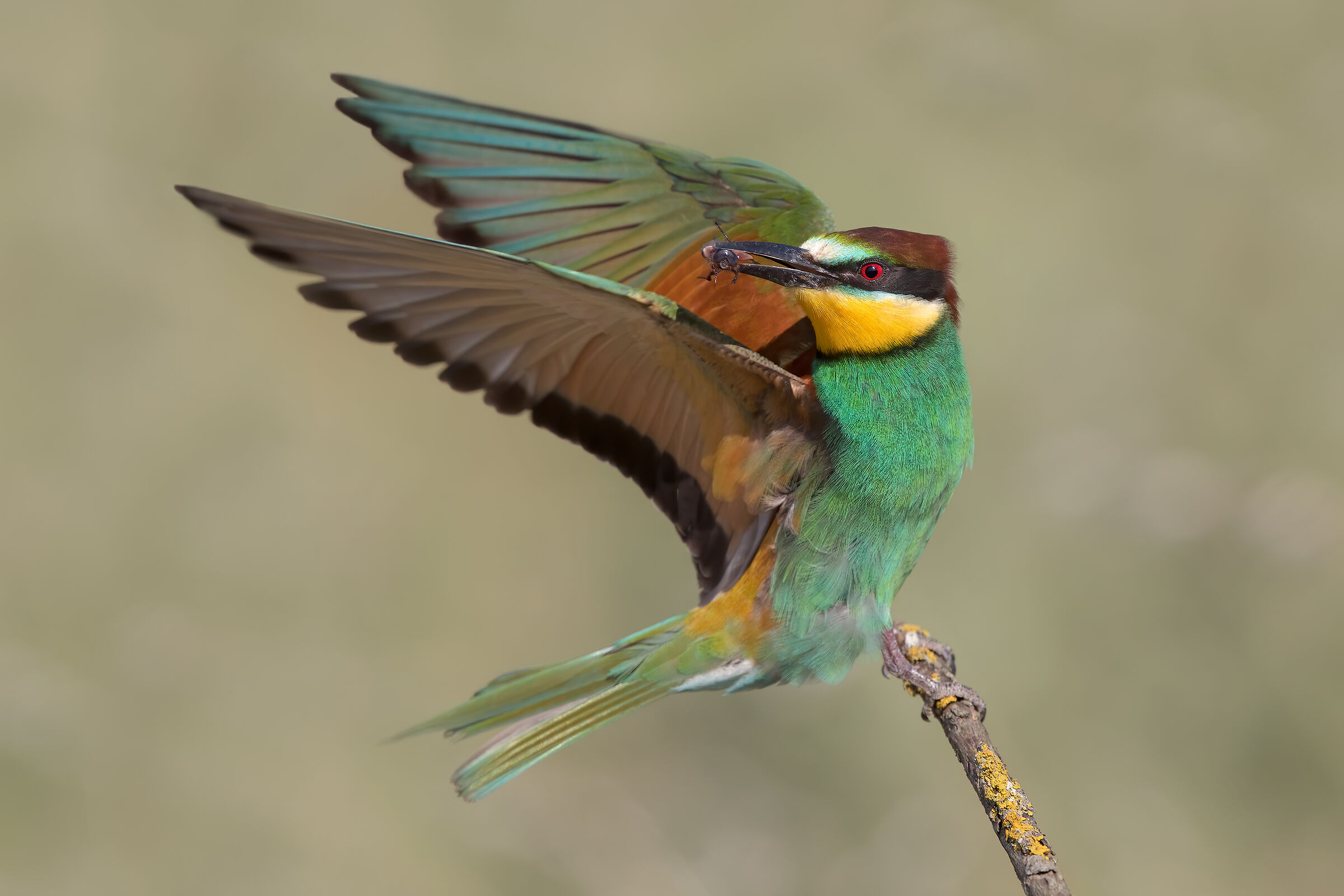 Bee-eater
