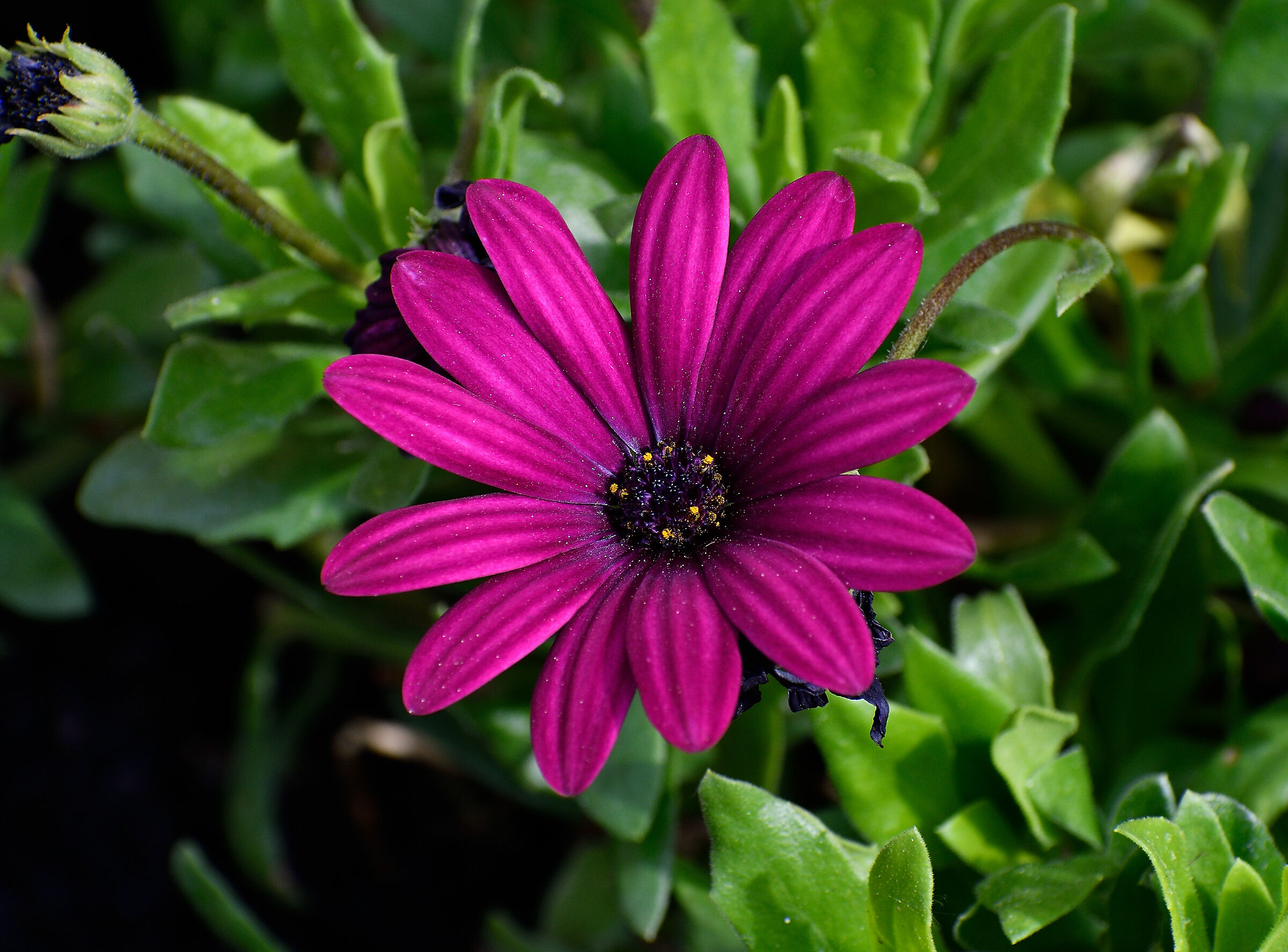 Primi scatti con d7500 1