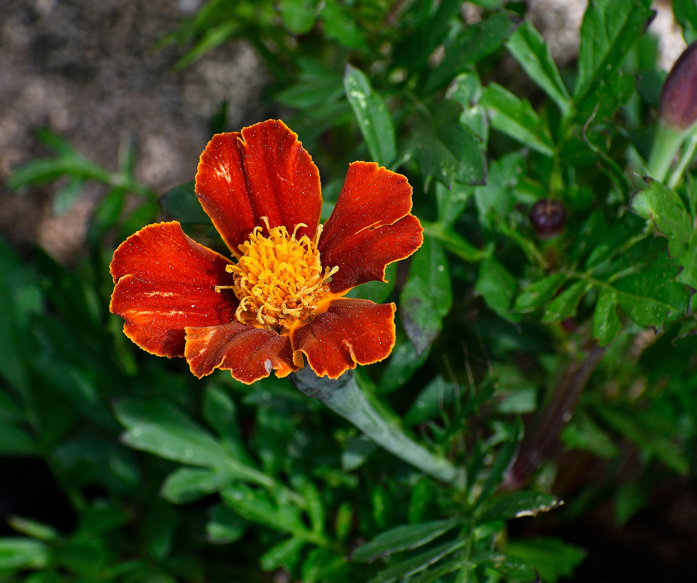 Primi scatti con d7500 2