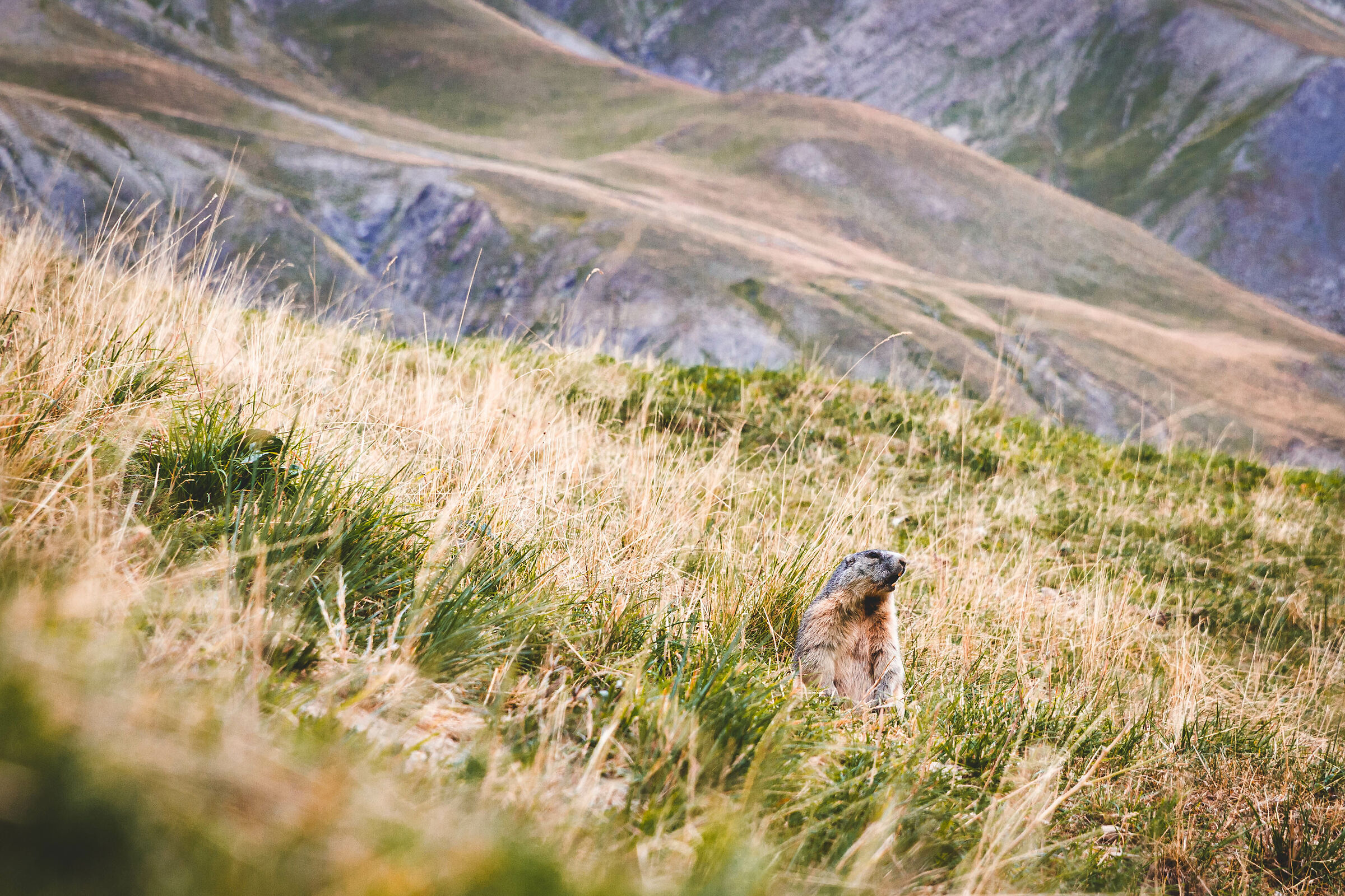 Stura Valley Gurdiana