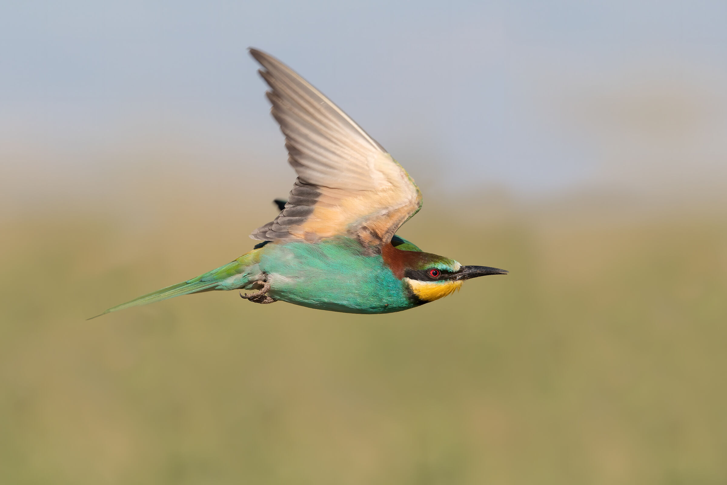 Bee-eater