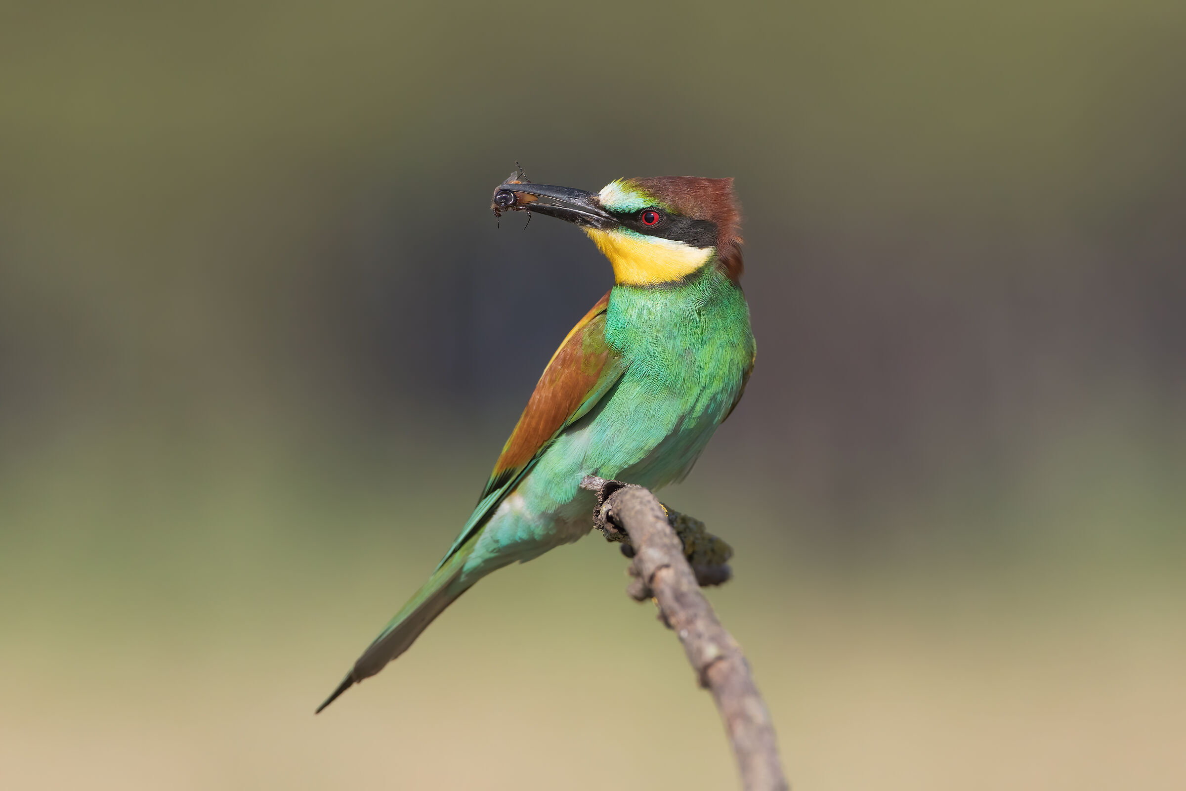 Bee-eater