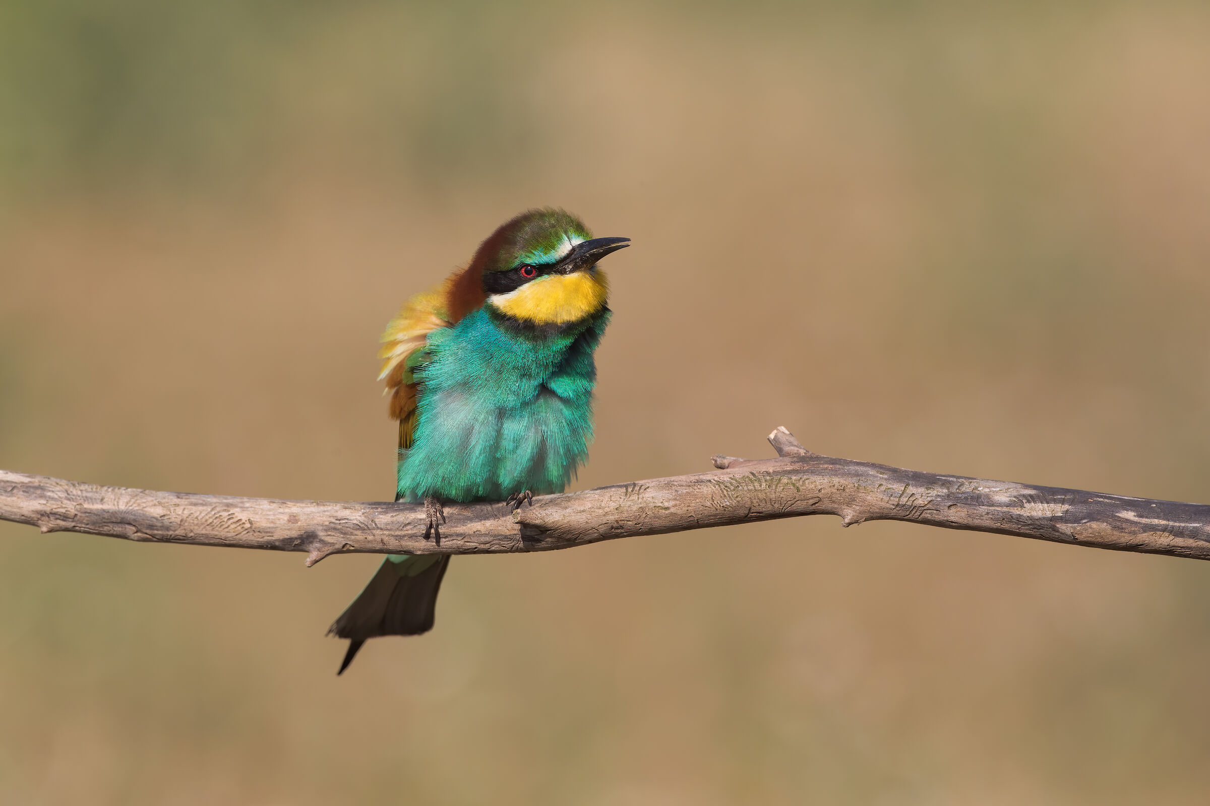 Bee-eater