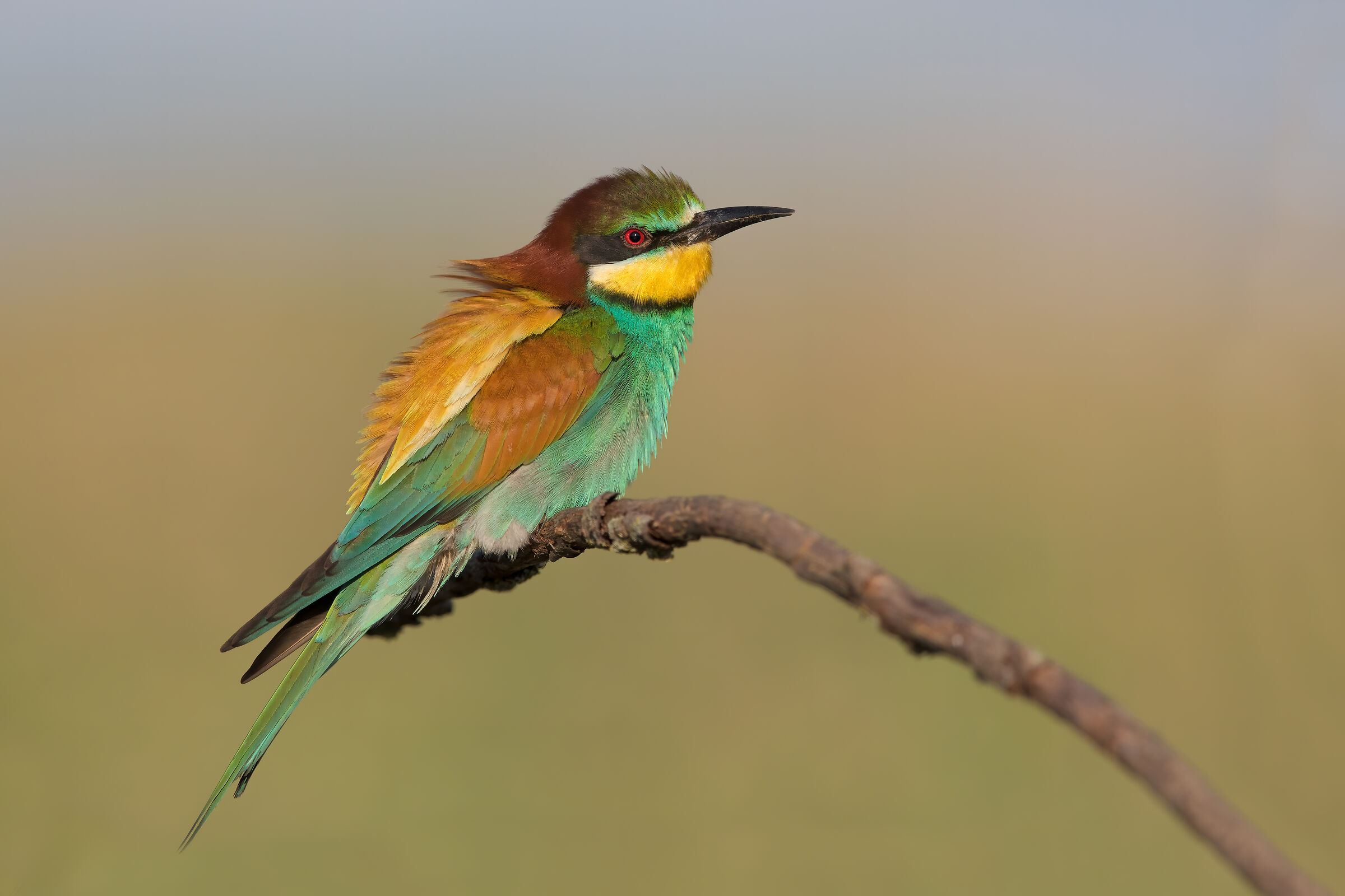 Bee-eater