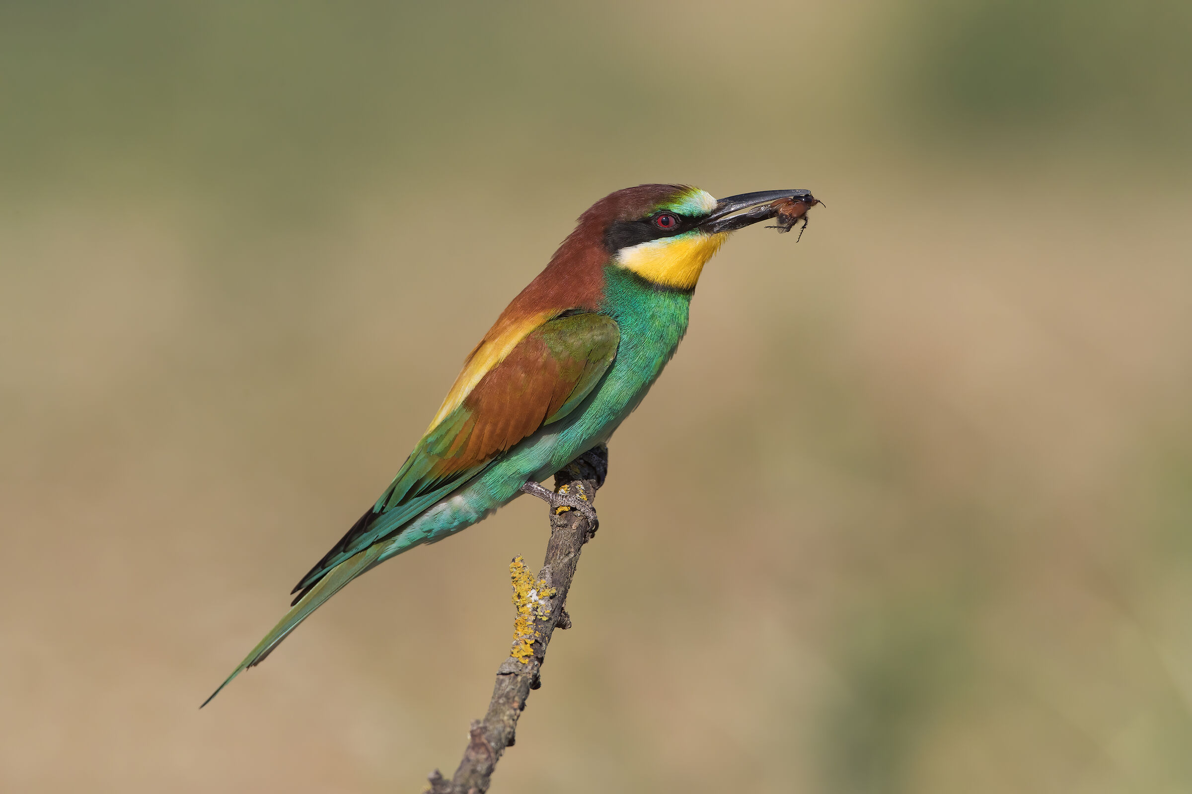 Bee-eater
