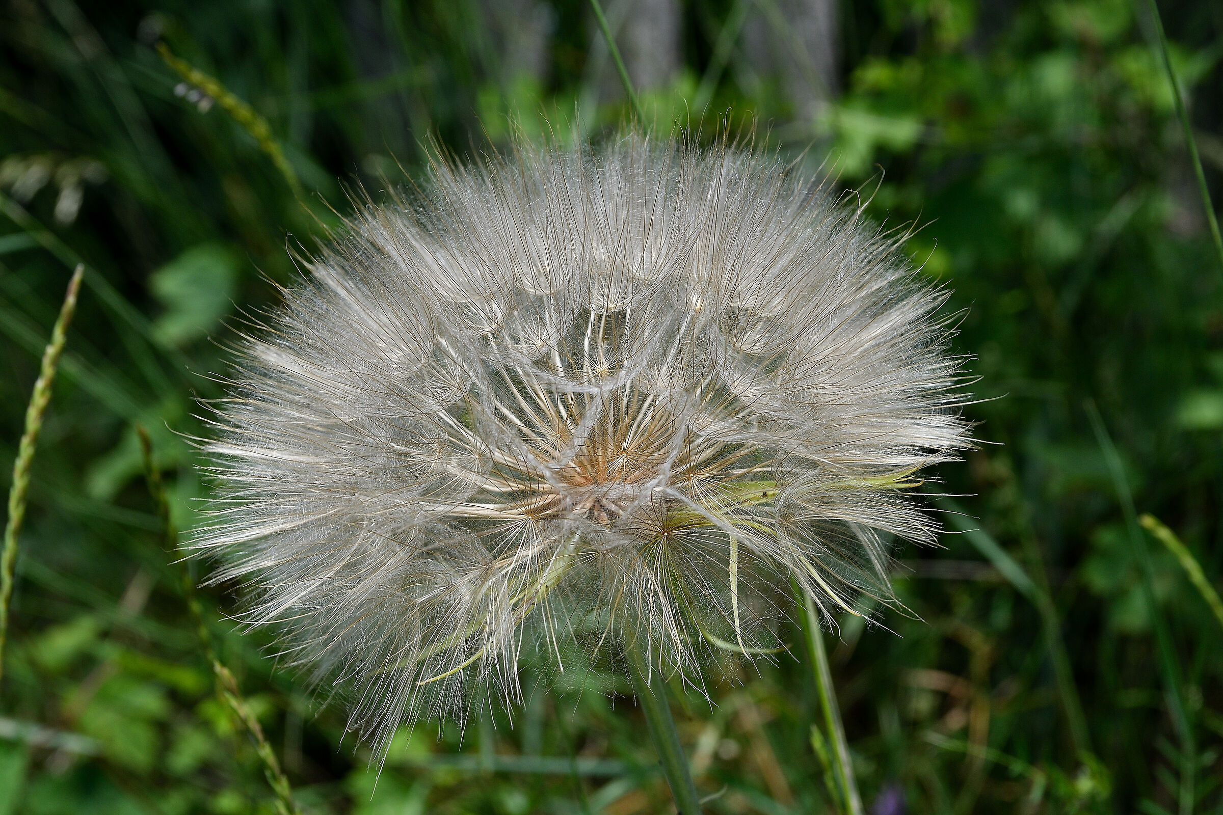 "Pappo", di così grandi se ne vedono pochi....