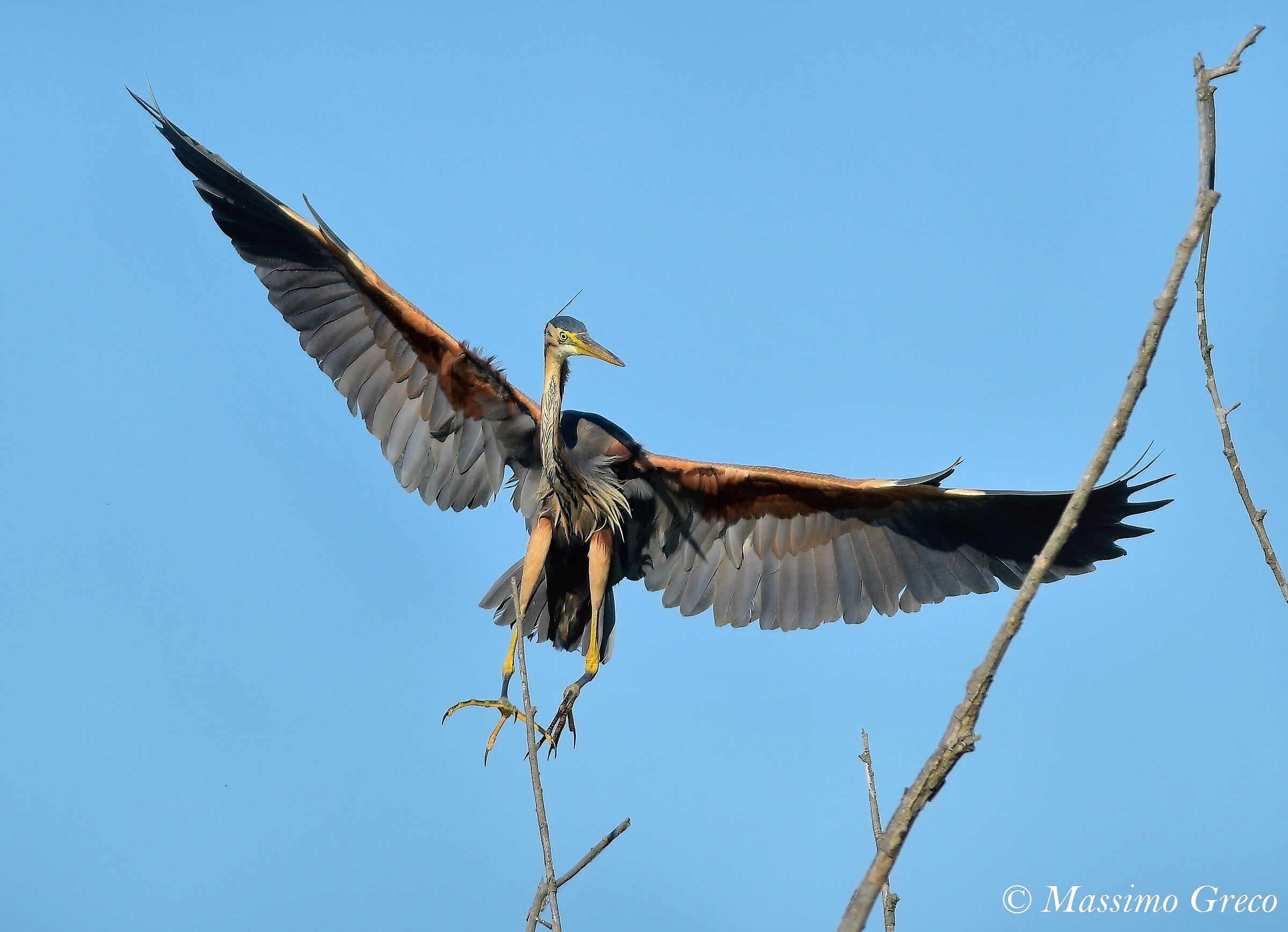 Airone rosso (Ardea purpurea)