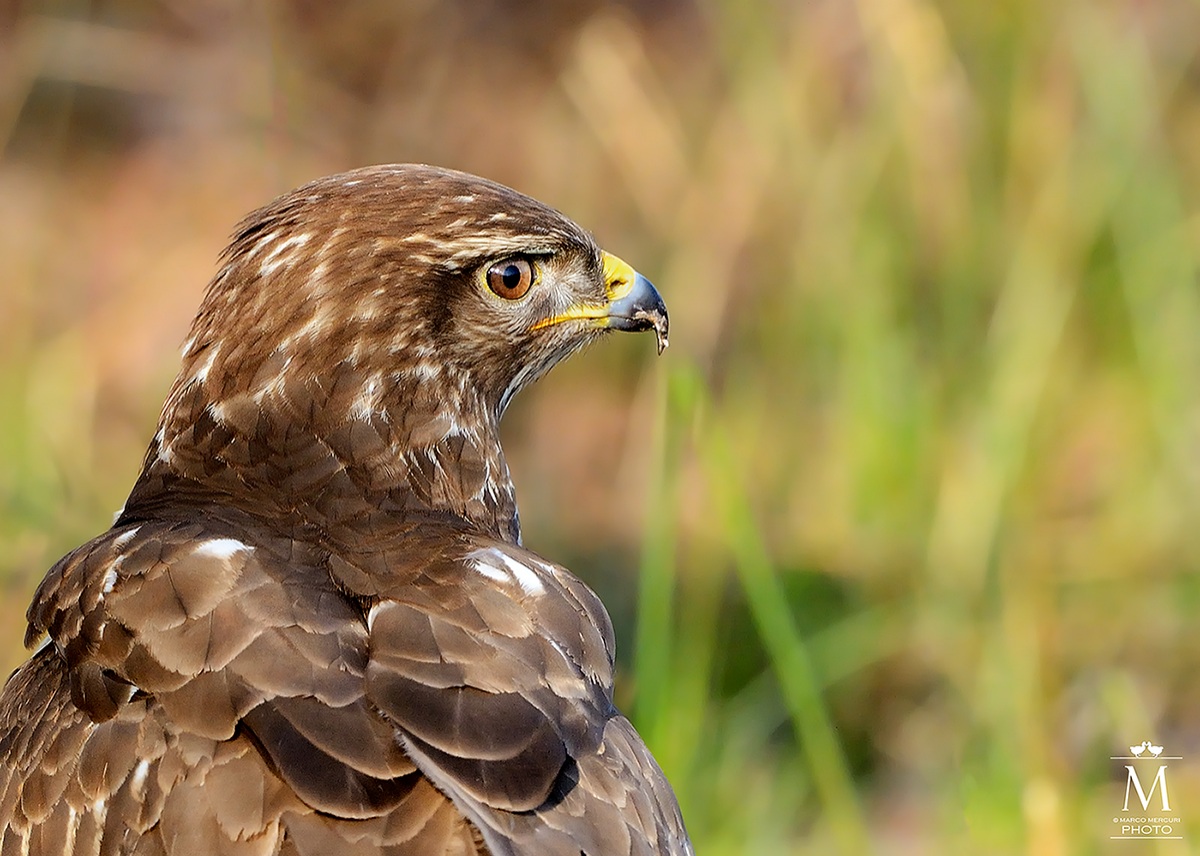 Ritratto della Poiana