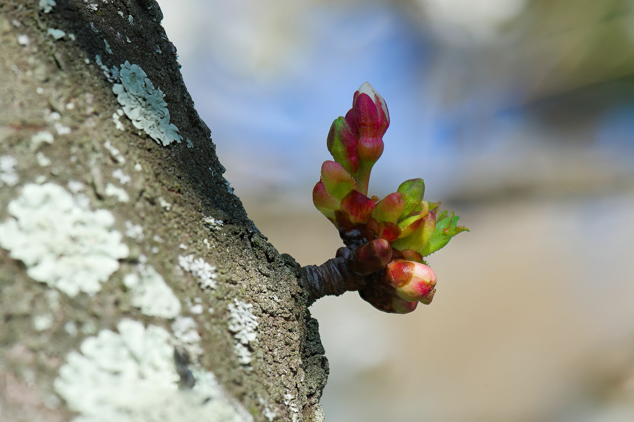 Germoglio di ciliegio