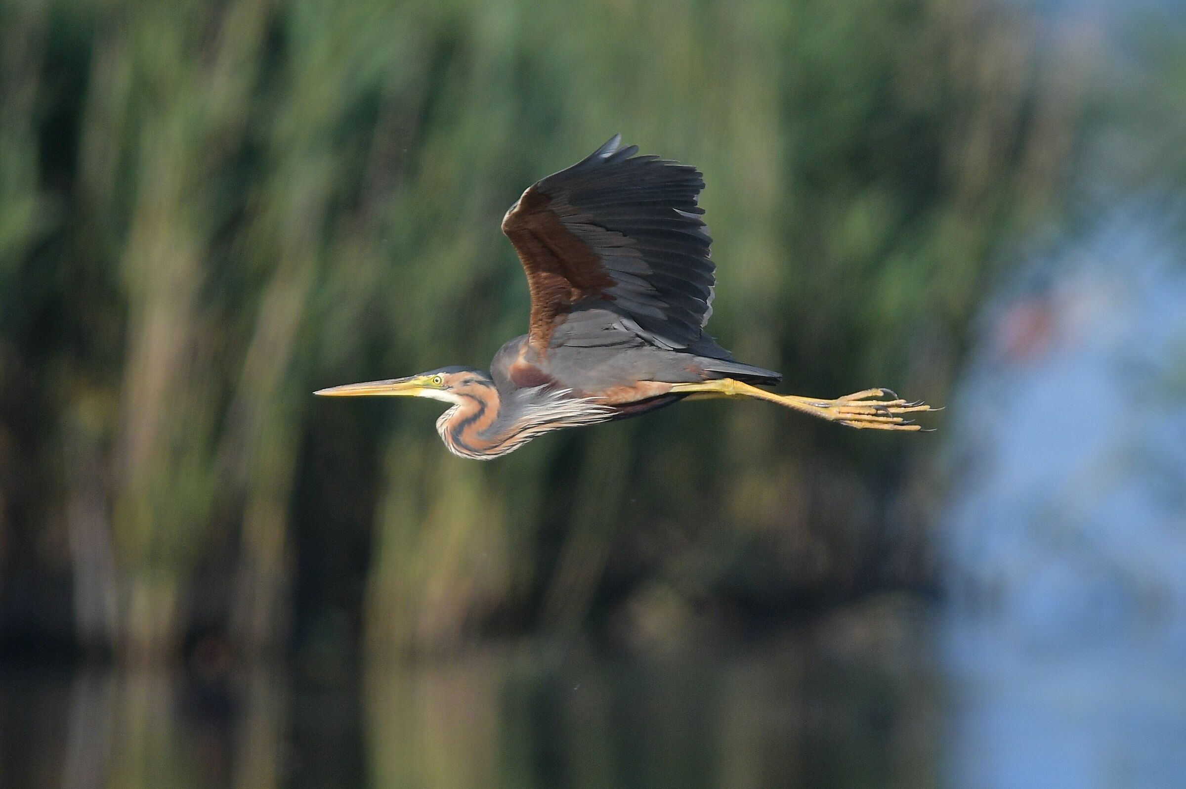 Airone rosso (Ardea purpurea)