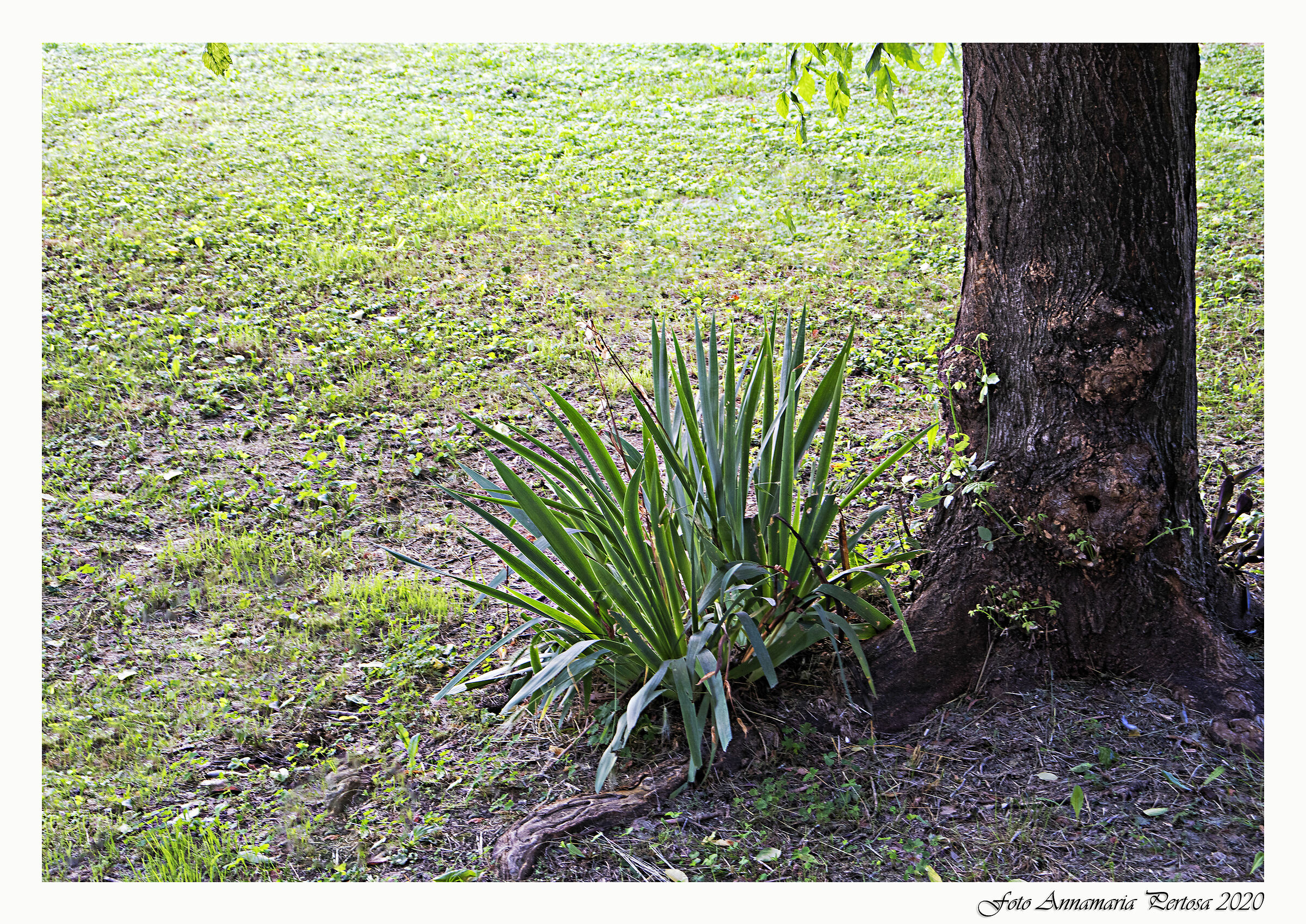 Il profumo dell'assente