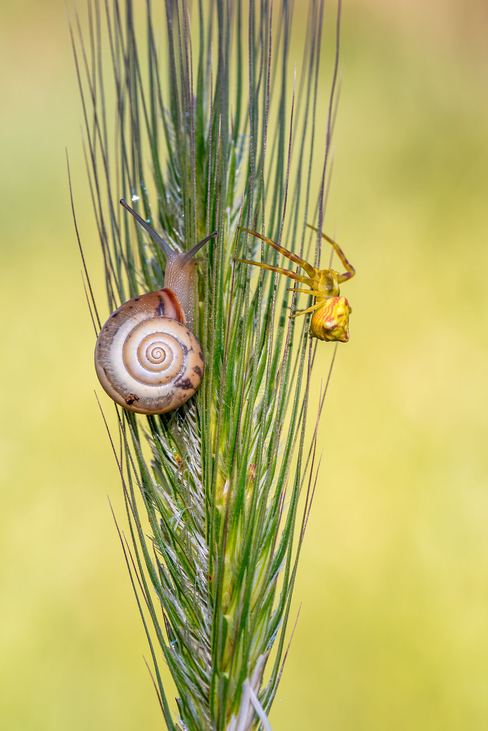 Il diavolo e l'acqua santa.. Lumachina con Thomisidae