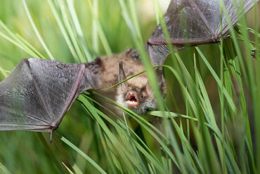 Myotis emarginatus