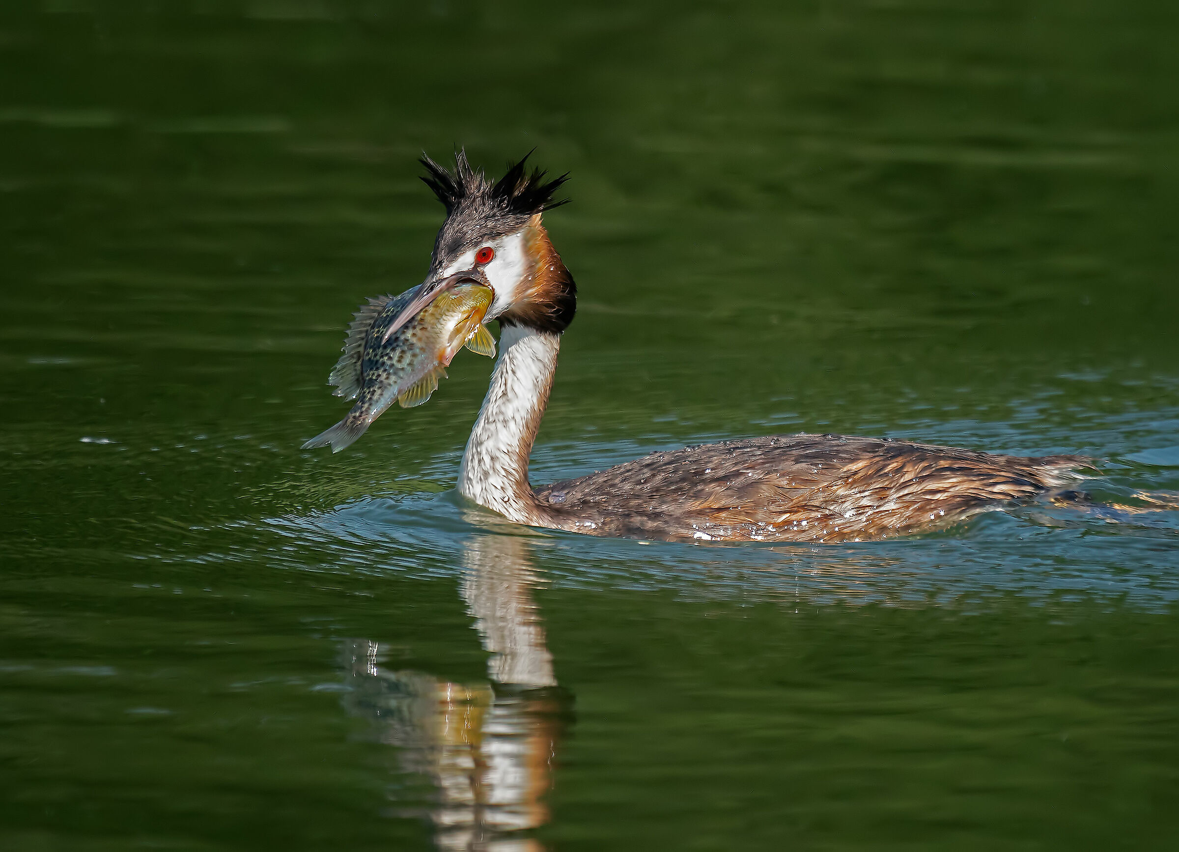 Svasso with discreet prey