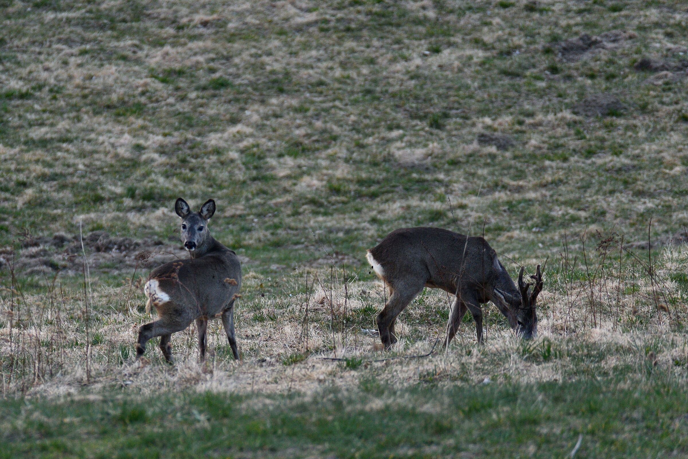 Pasture in peace thanks to the Covid