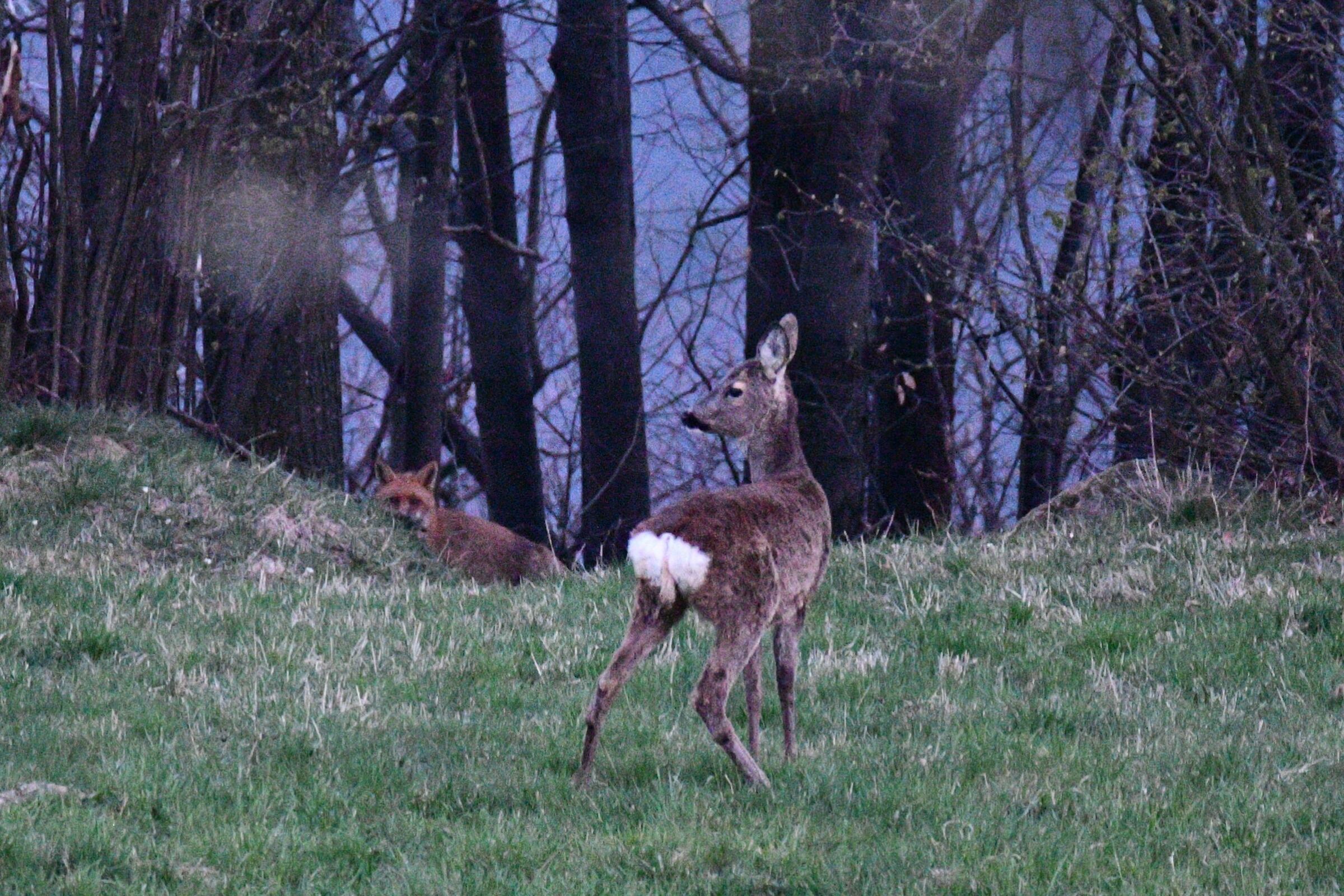 Covid even the foxes let themselves be seen...