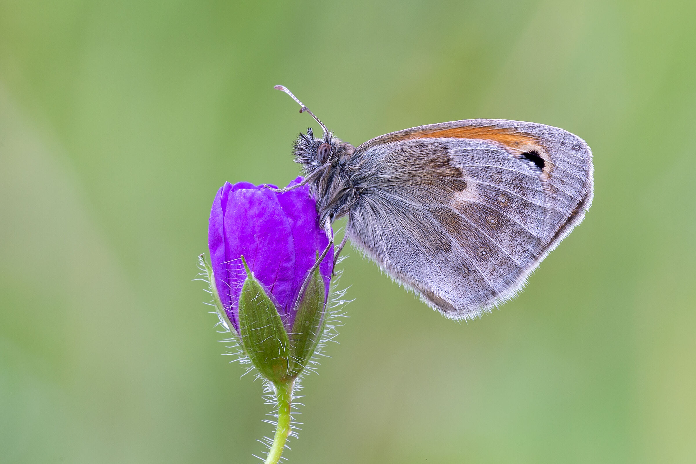 Coenonympha pamphilus