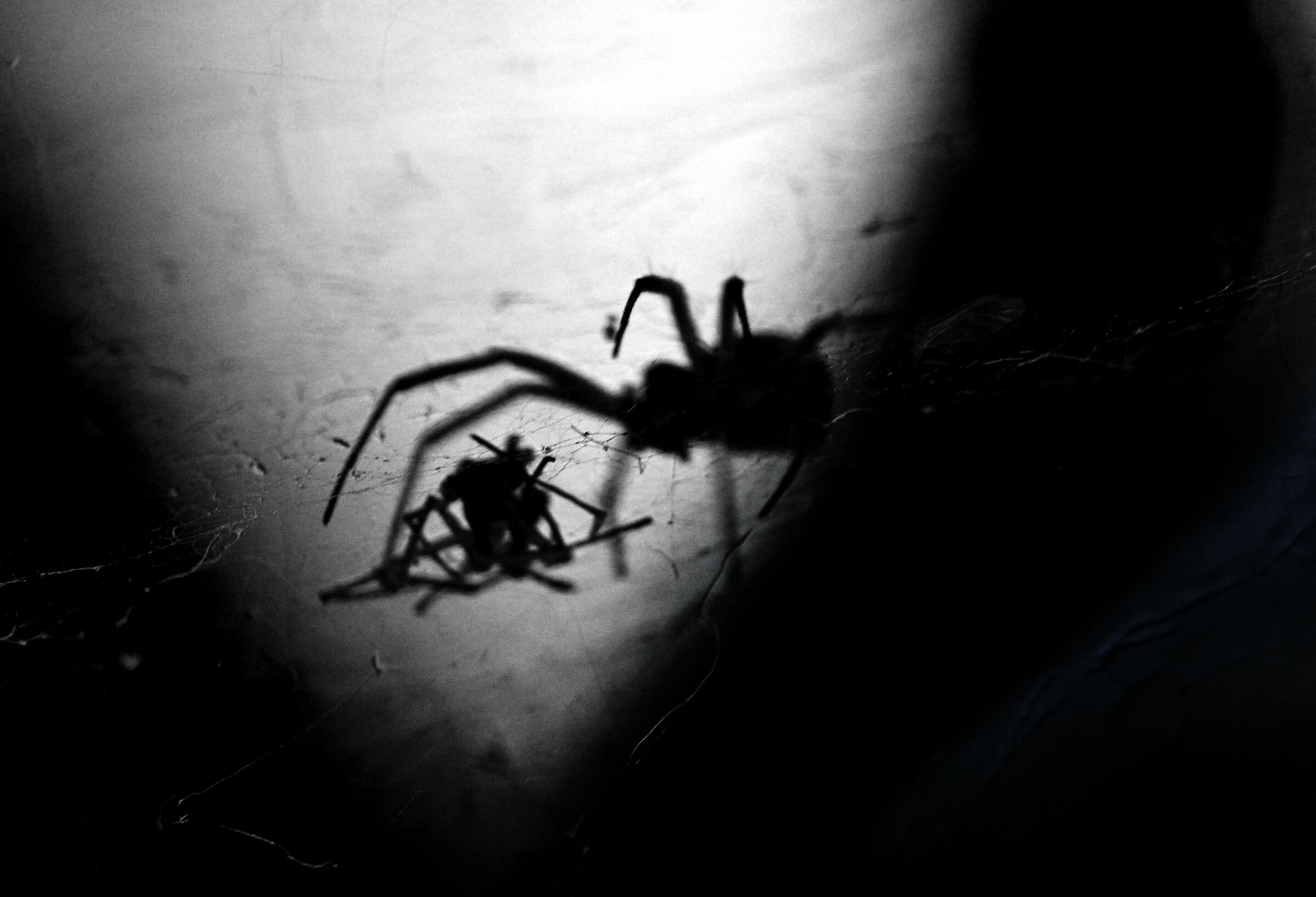 In the spider's grip