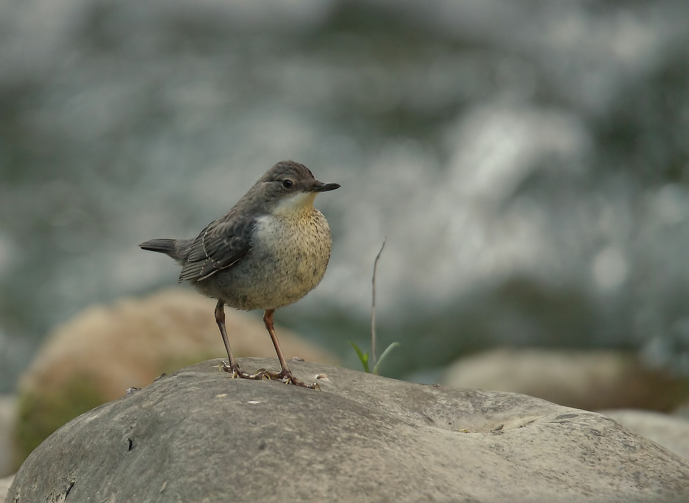 Blackbird wateriolo juv