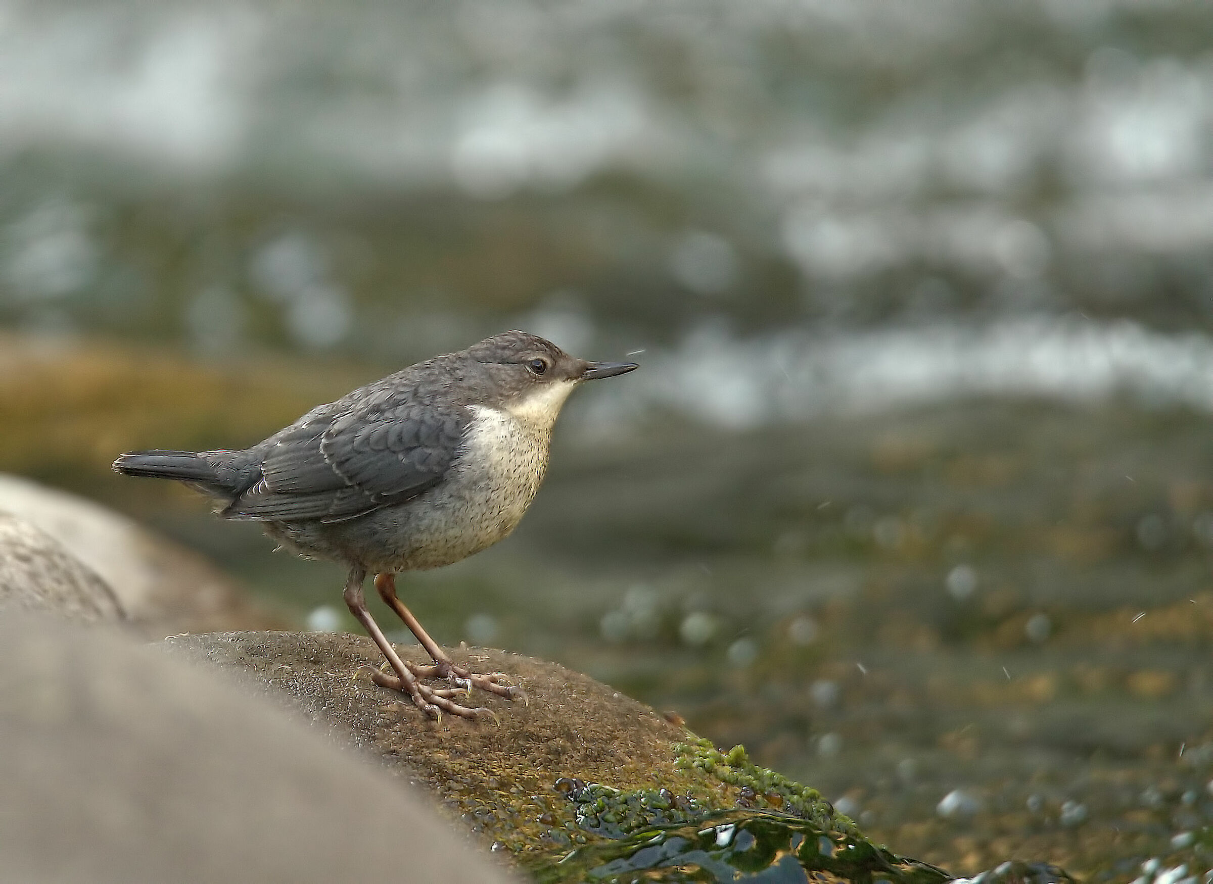 Blackbird wateriolo juv