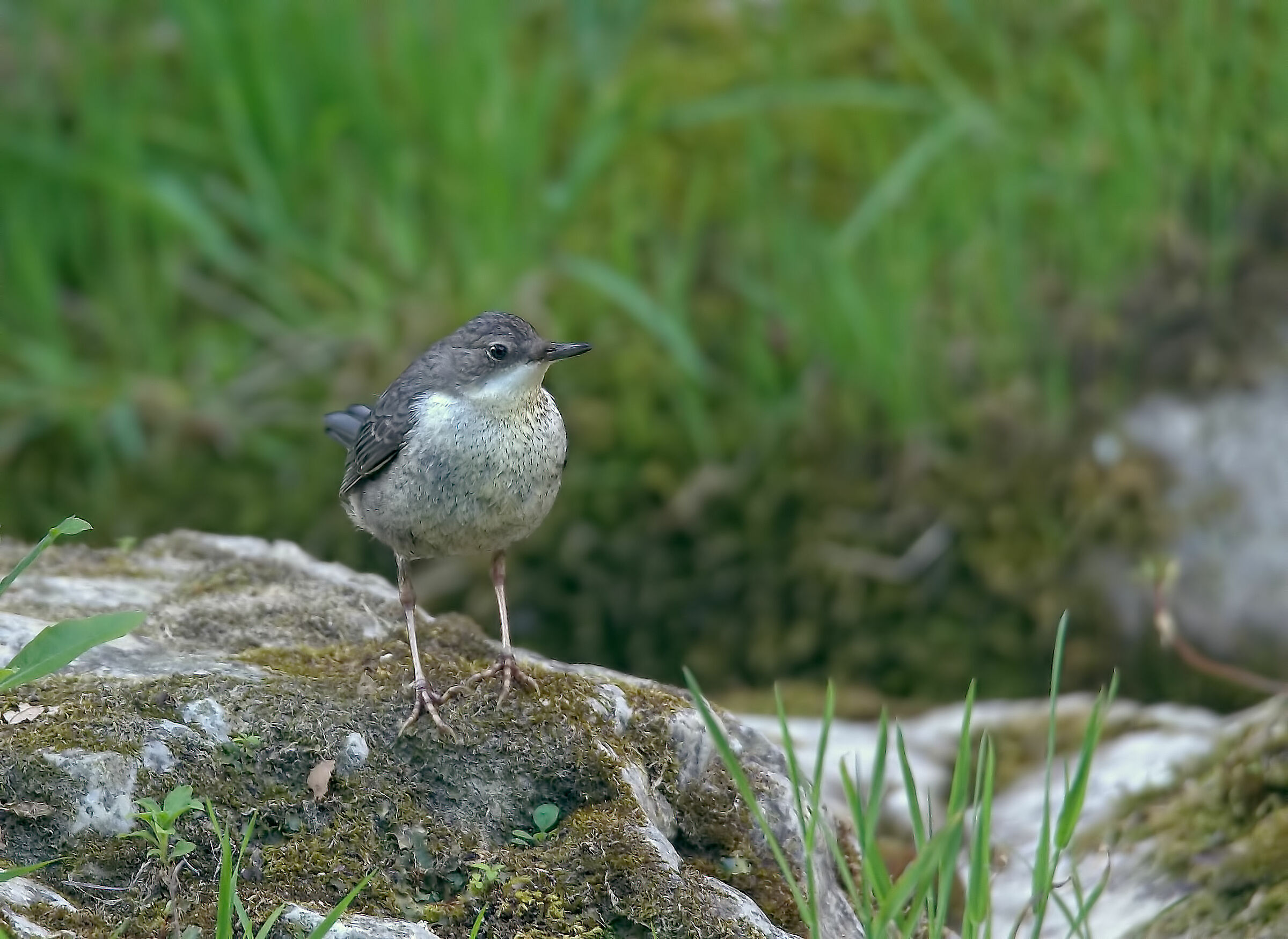 Blackbird wateriolo juv