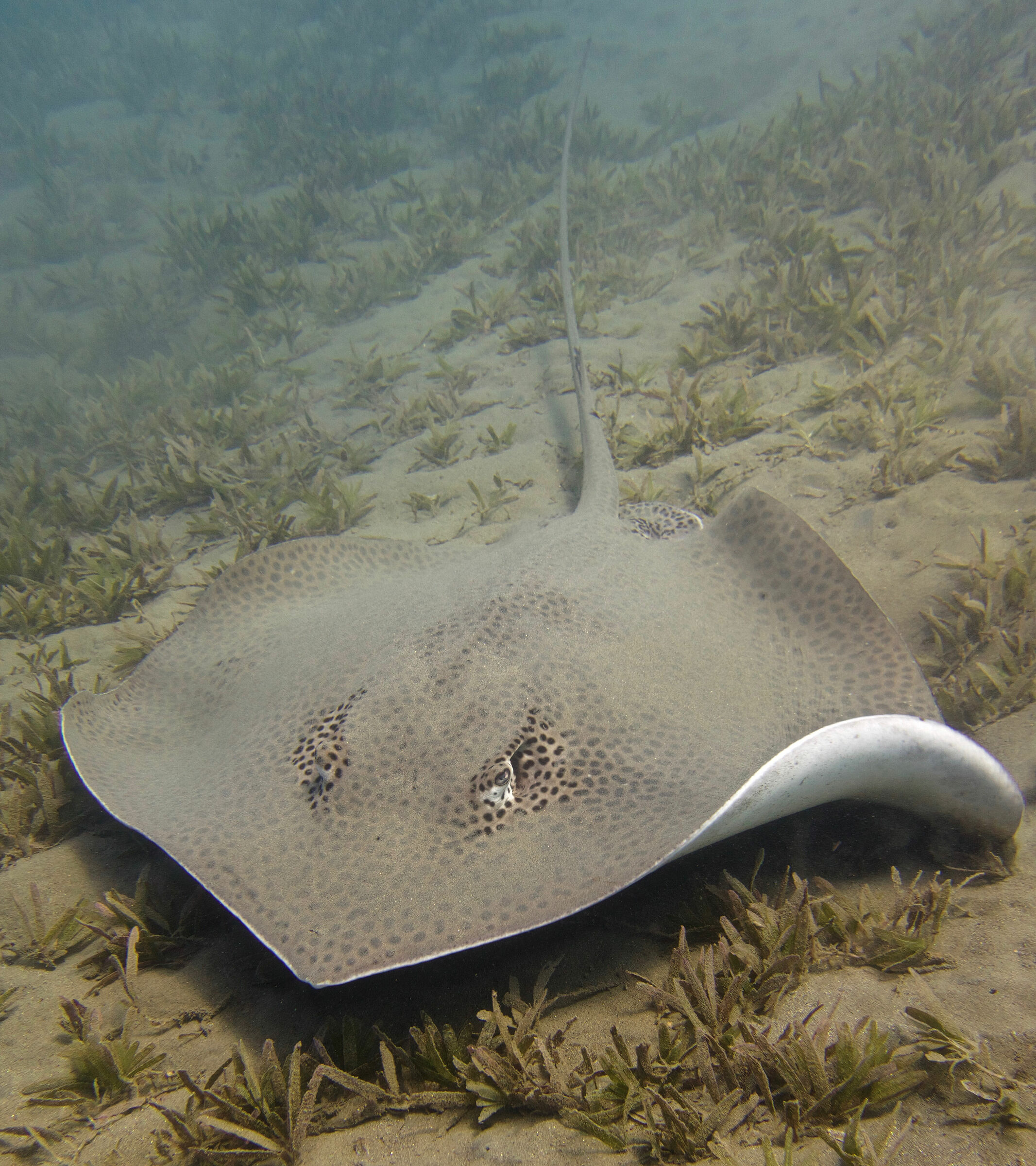Reticulated Whipray