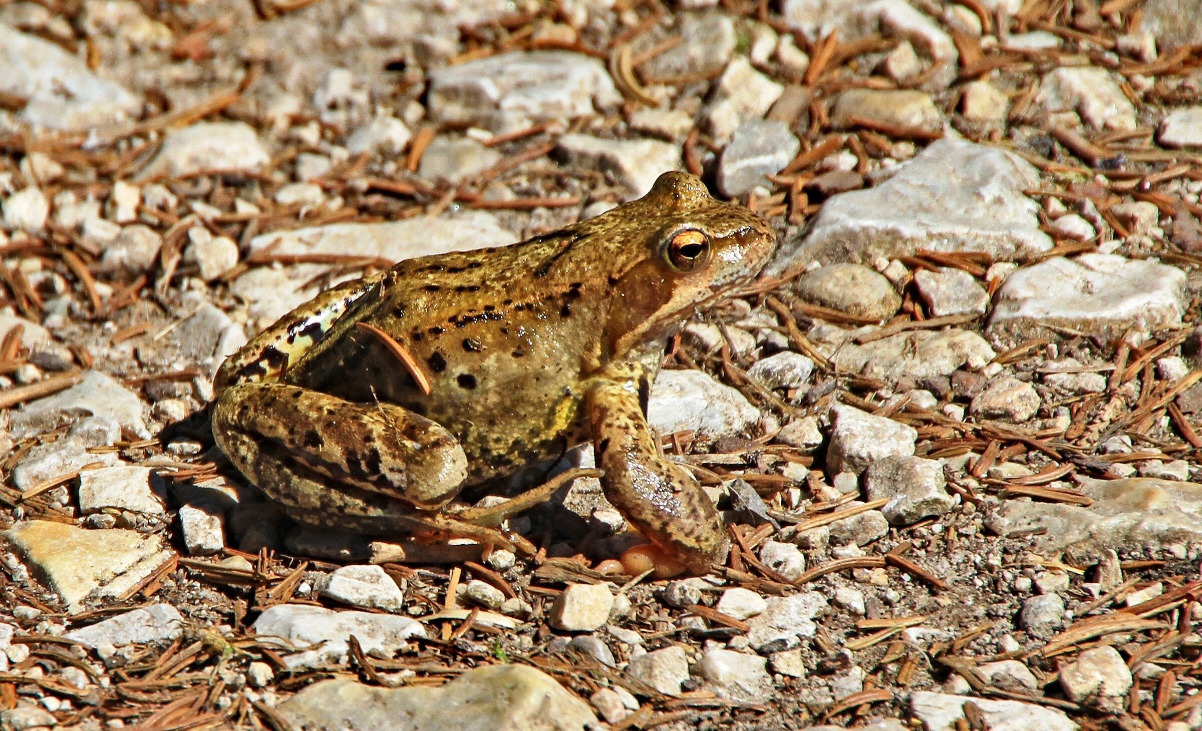 Well-mixed frog