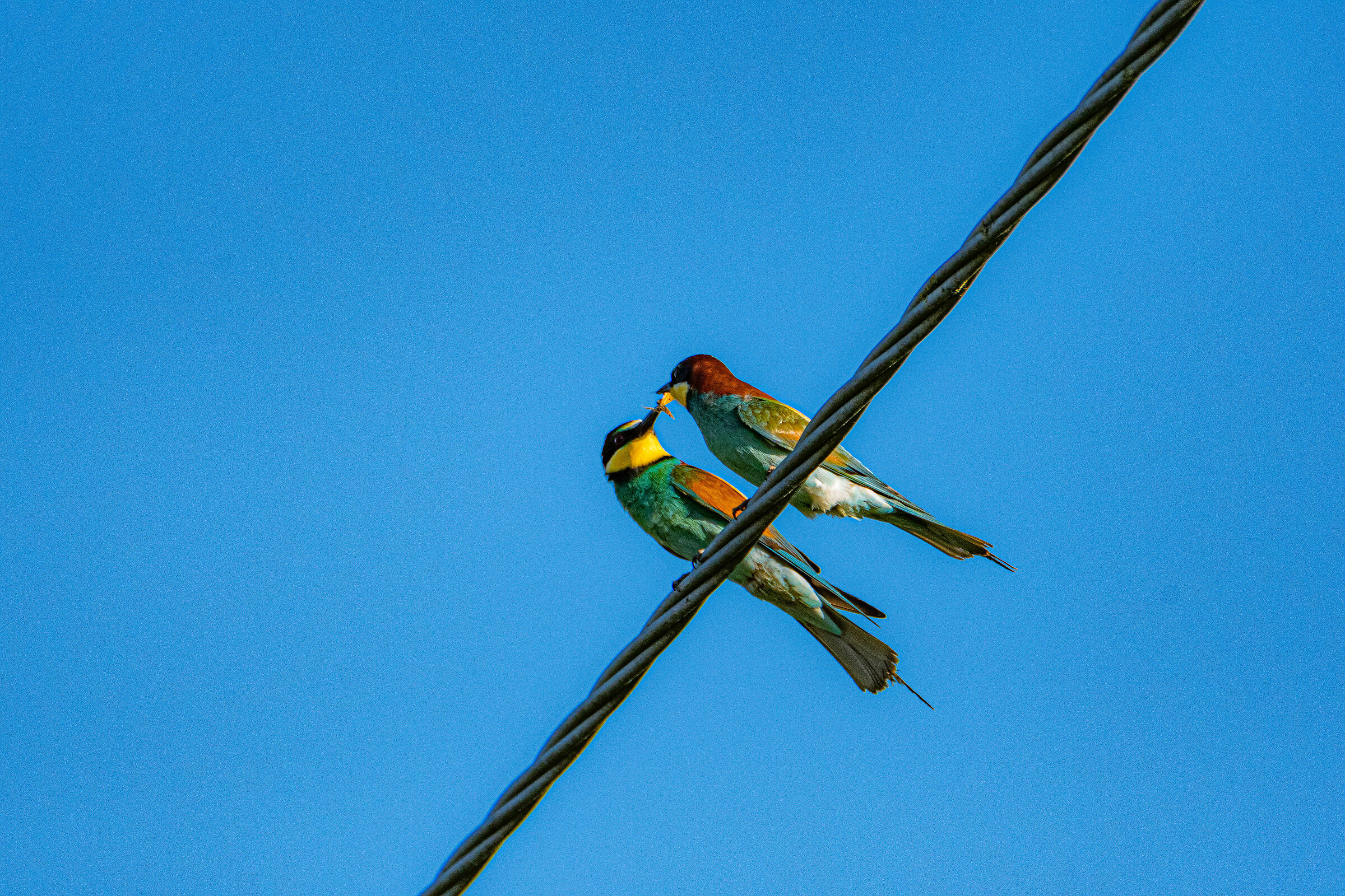 gruccioni corteggiamento
