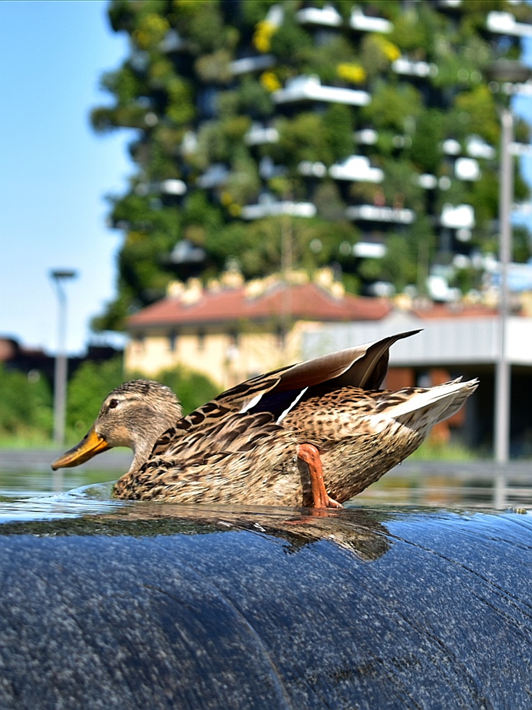 il germano nel bosco (verticale)