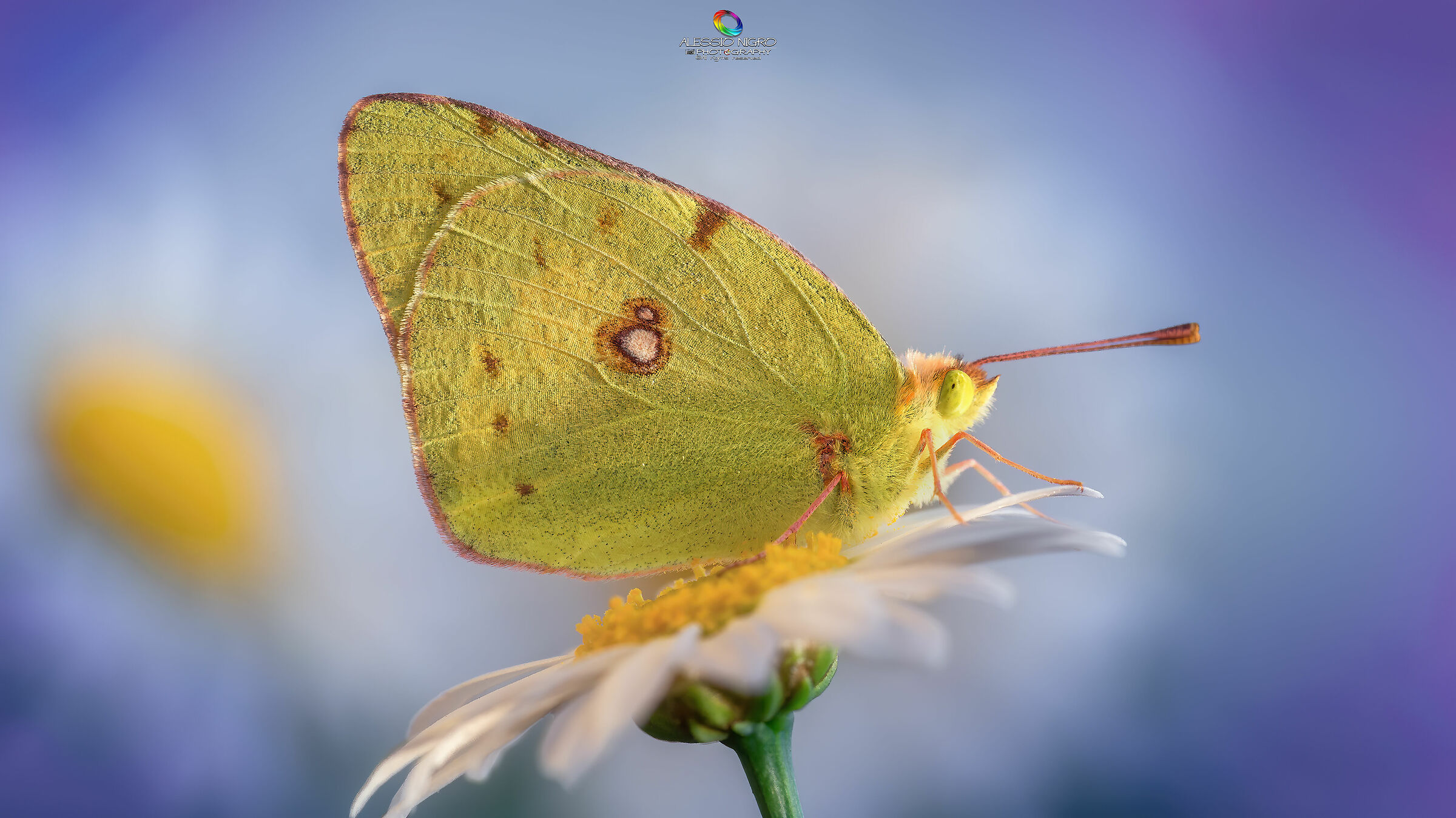 Between daisies and lavender!